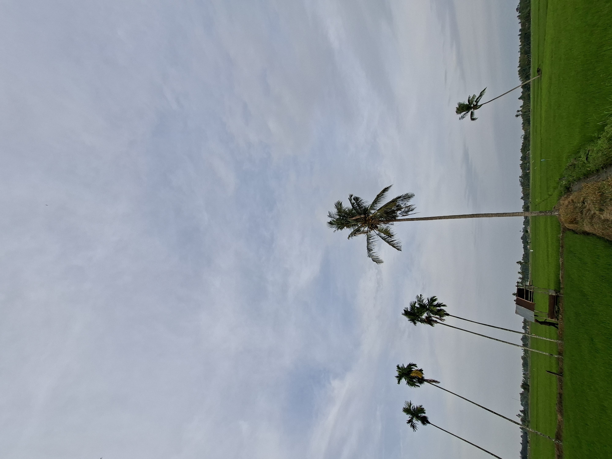 Rural life and rice harvest in Kayeepanyang, Indonesia