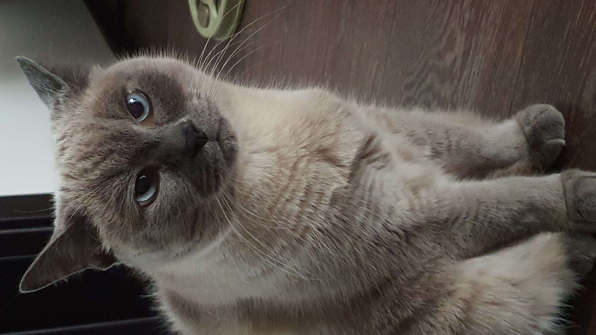 Siamese cat roams a Krasnoyarsk apartment floor