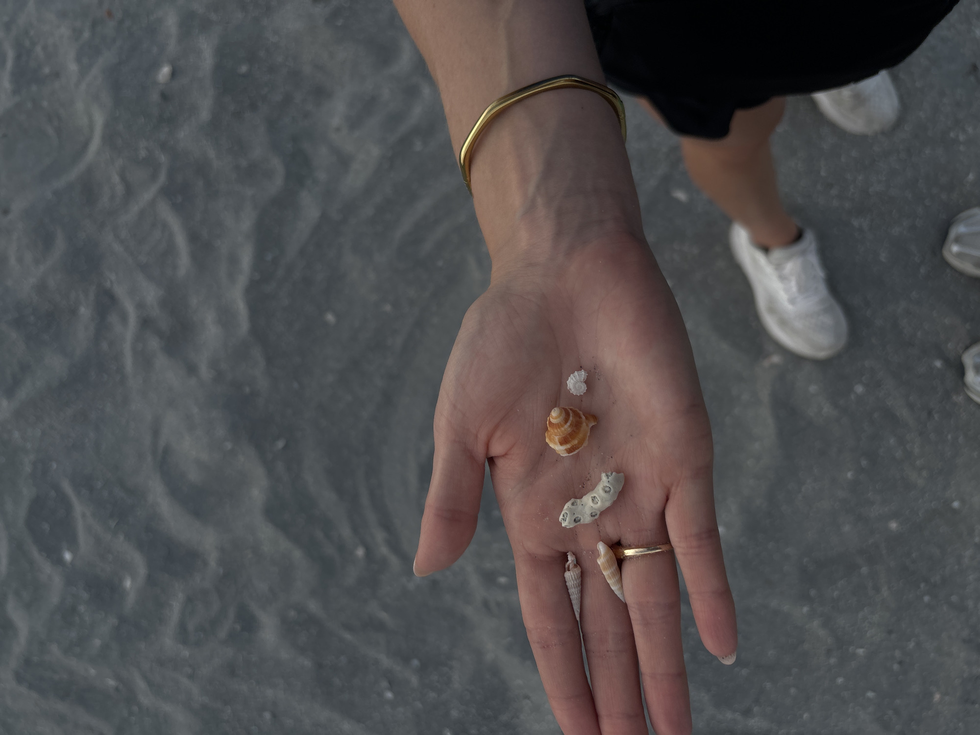 Evening beachcomber collects seashells on Delray Beach shoreline