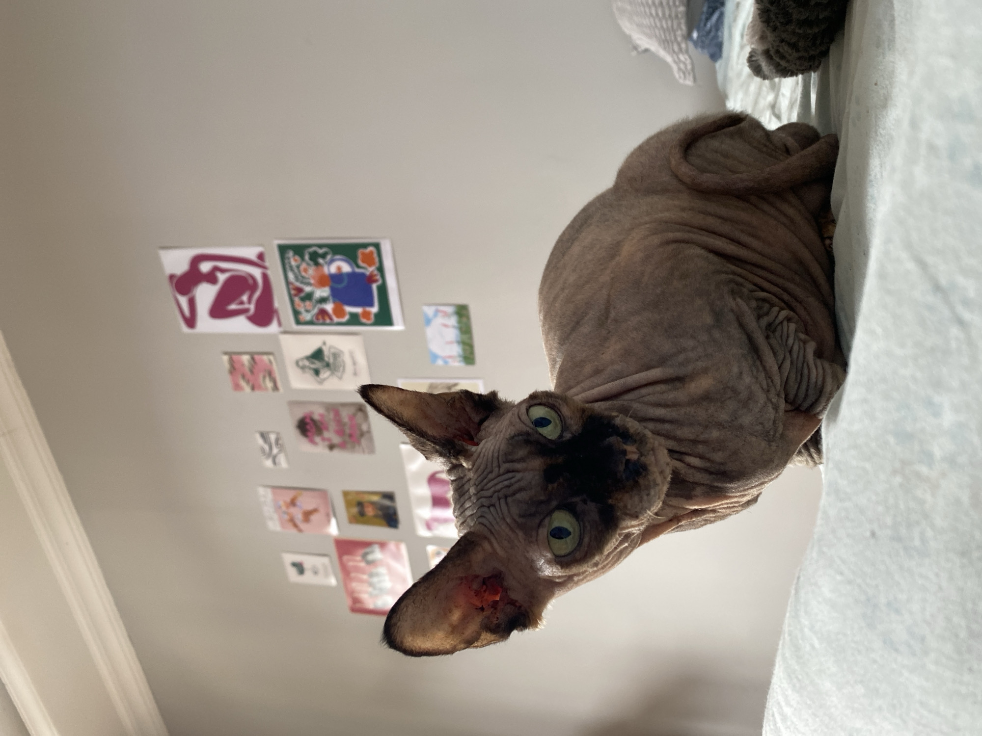 Sphynx cat's quiet morning in a Batumi apartment