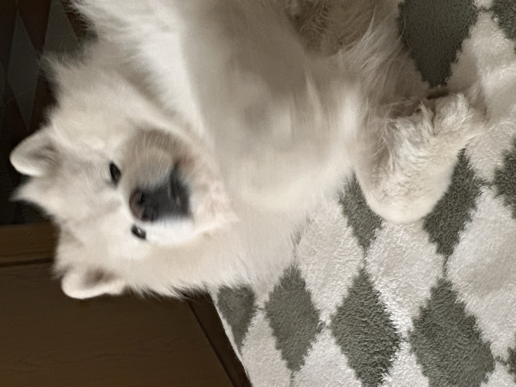 Samoyed dog interactions and outdoor fire documented in Montenegro