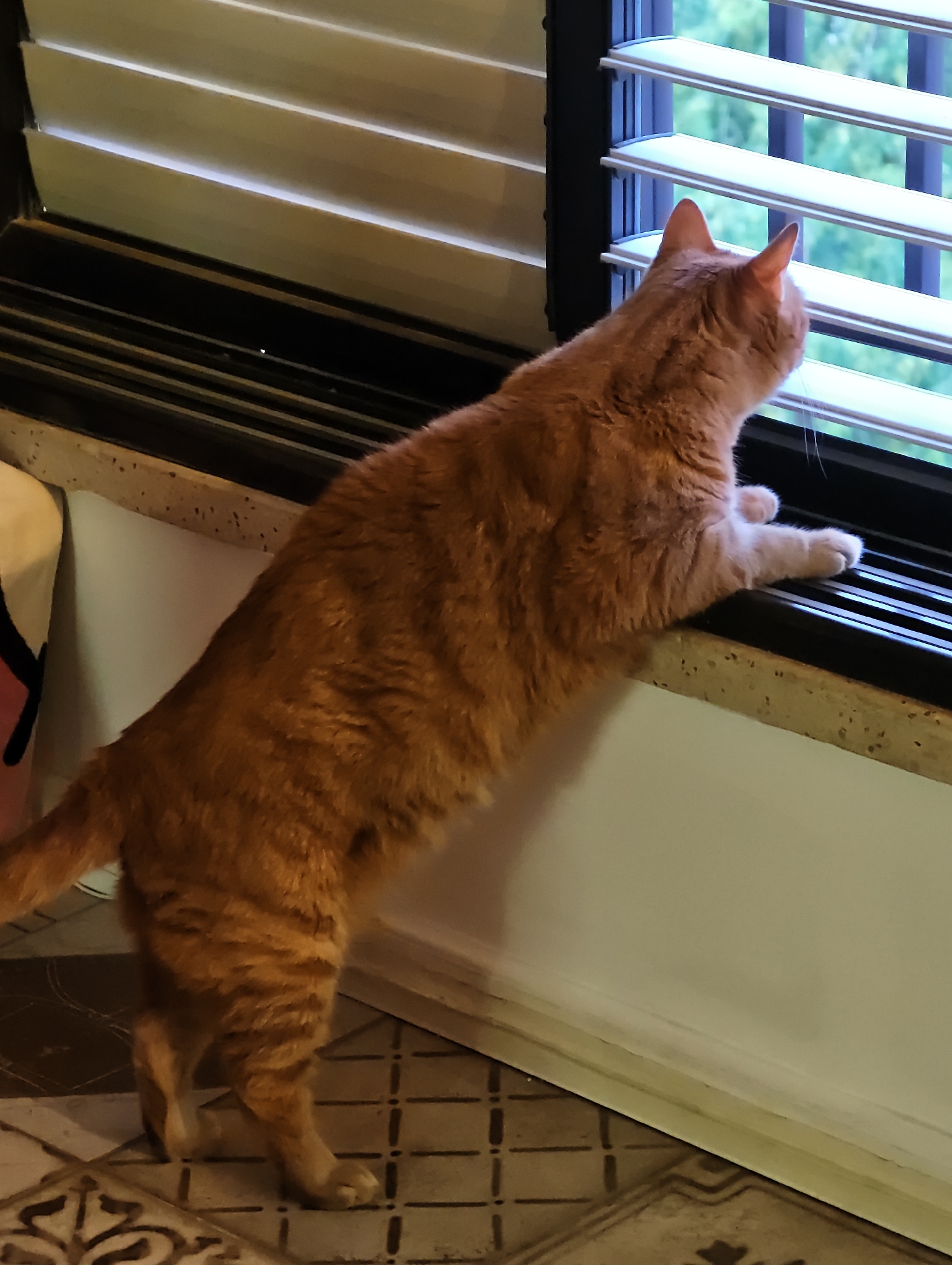 Pets and construction scenes from a Petah Tikva morning