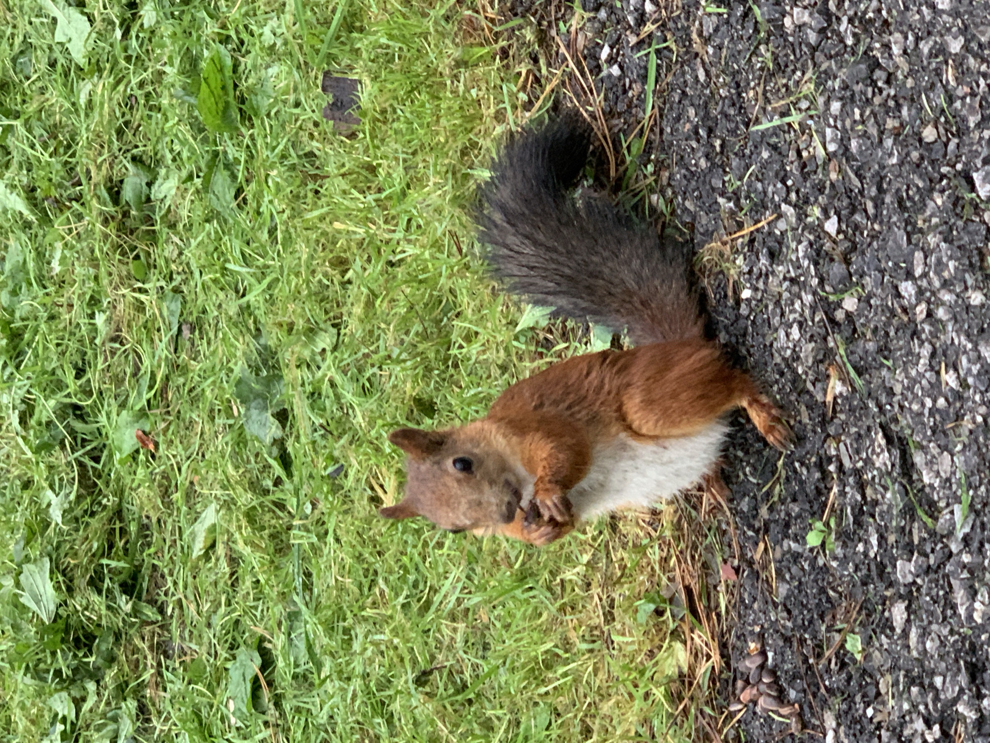 Squirrels and park life in Prokopyevsk on a grey morning