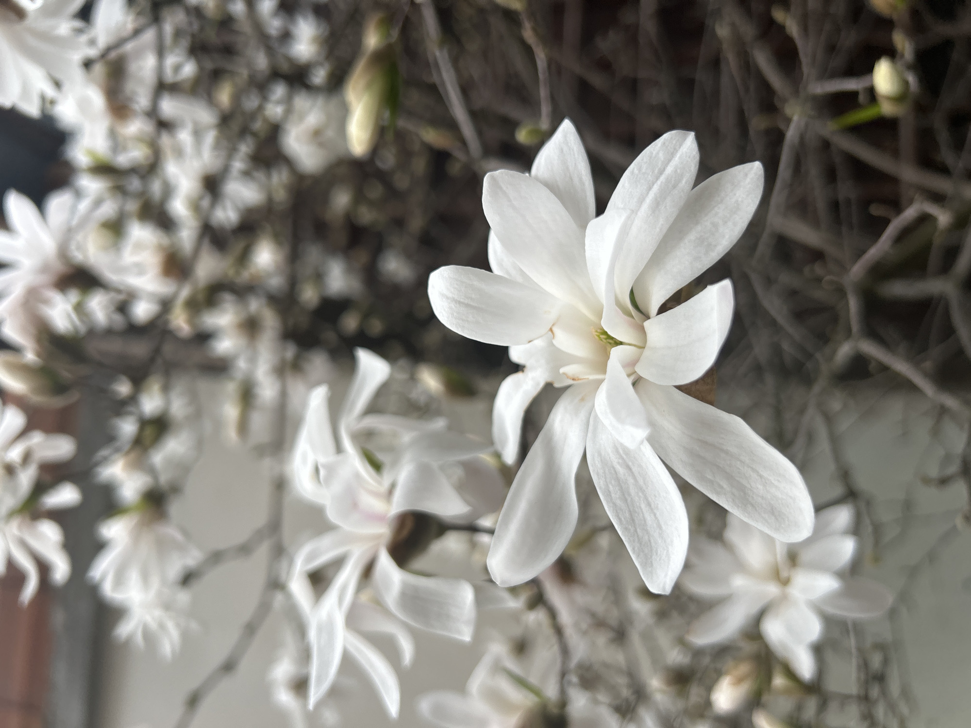 Spring flowers and memorials documented across Bansko, Bulgaria