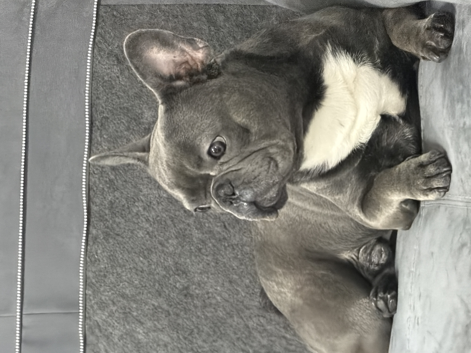 French bulldog enjoys quiet evening at home in Bulgaria