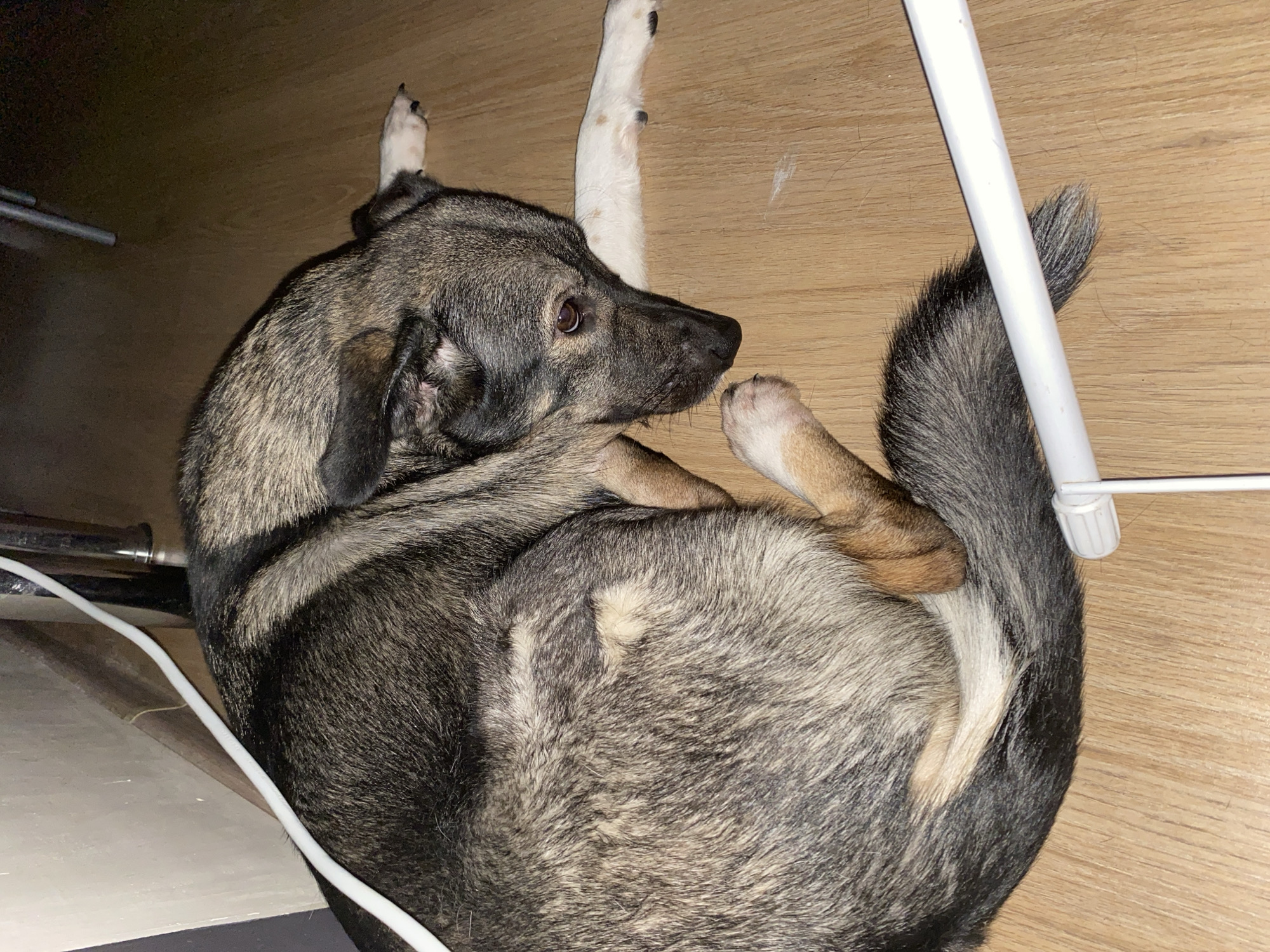 Pet and musical equipment spotted in Chaikovsky homes