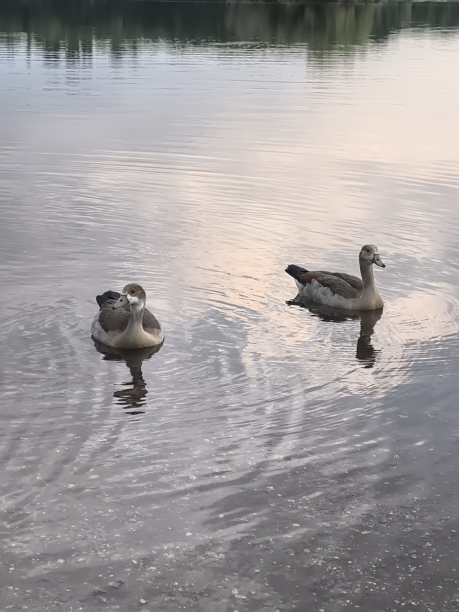 Geese on a still lake, horse in a field near Düsseldorf