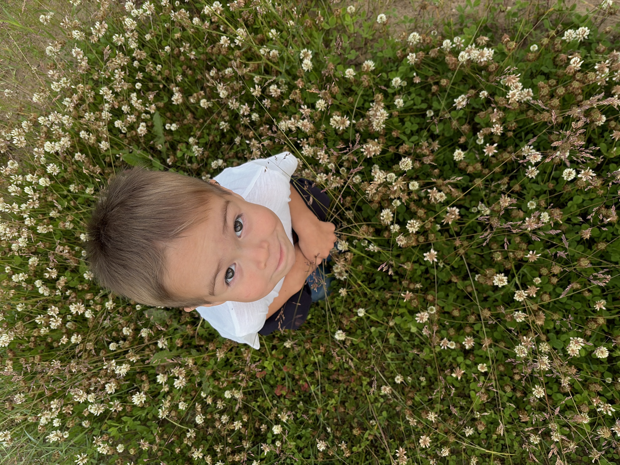 Looking up from a clover field in rural Russia