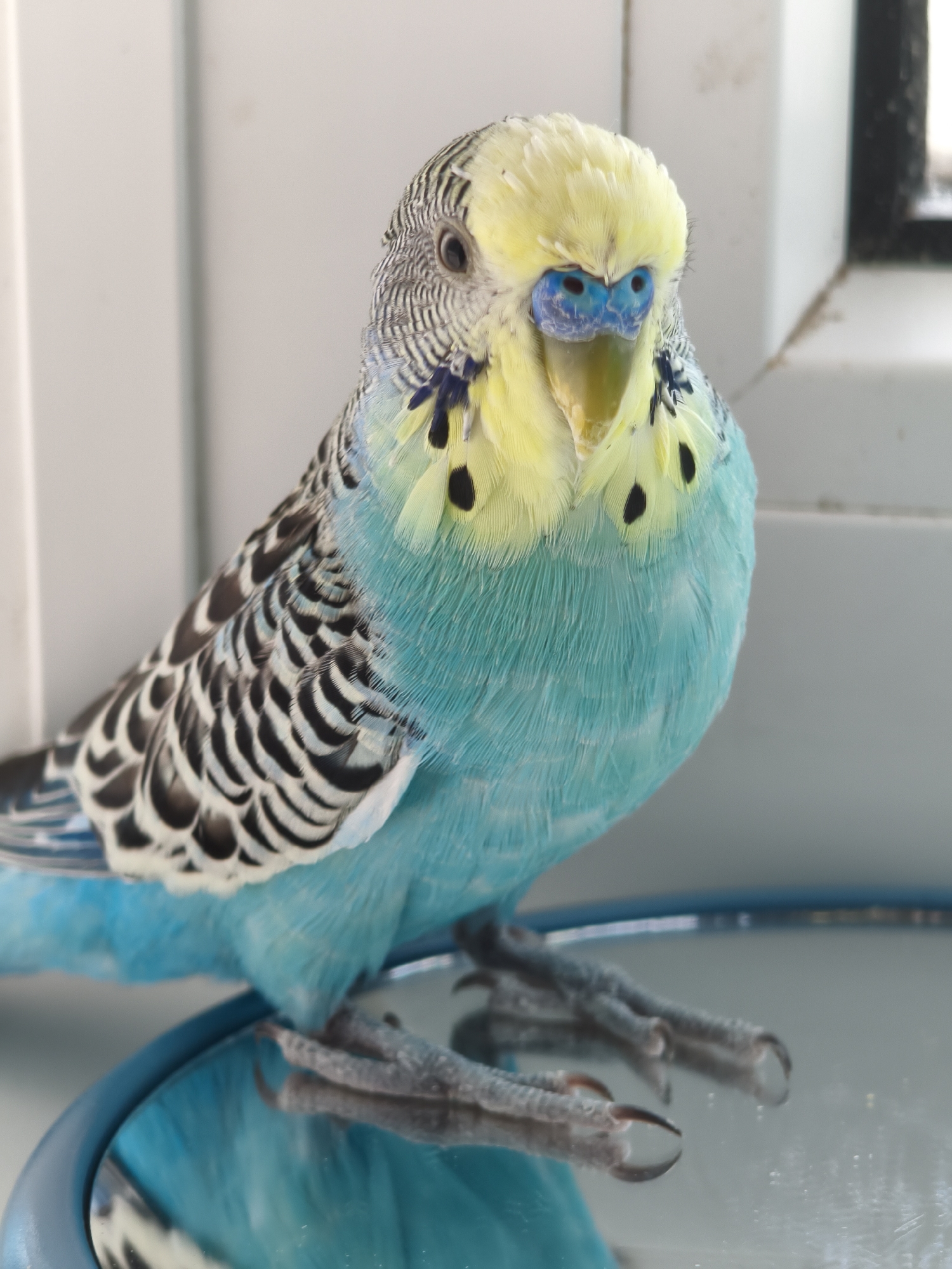 Budgie explores mirror and cage perch in Chaikovsky