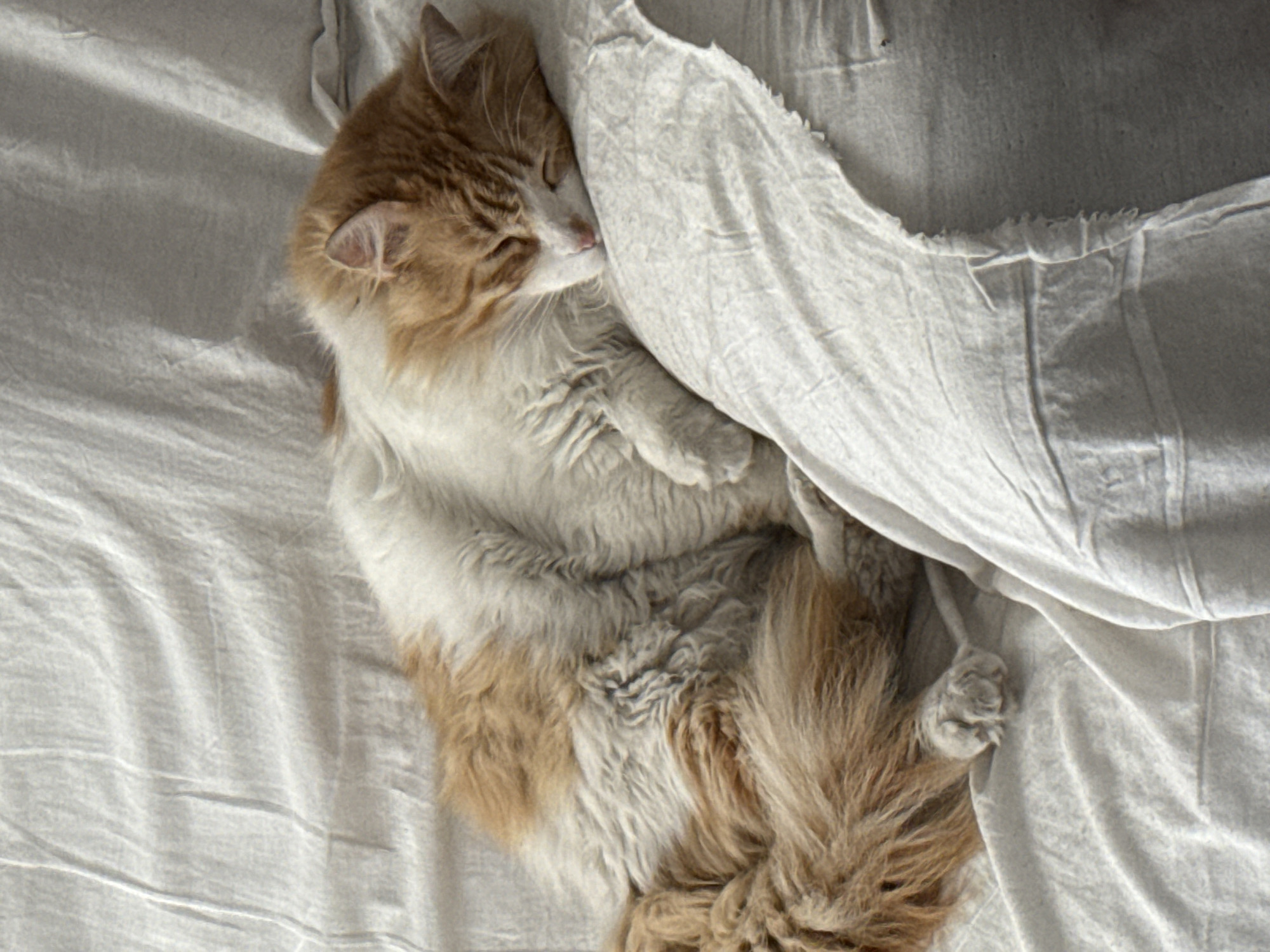 Cats observed resting across multiple locations in Puebla, Mexico