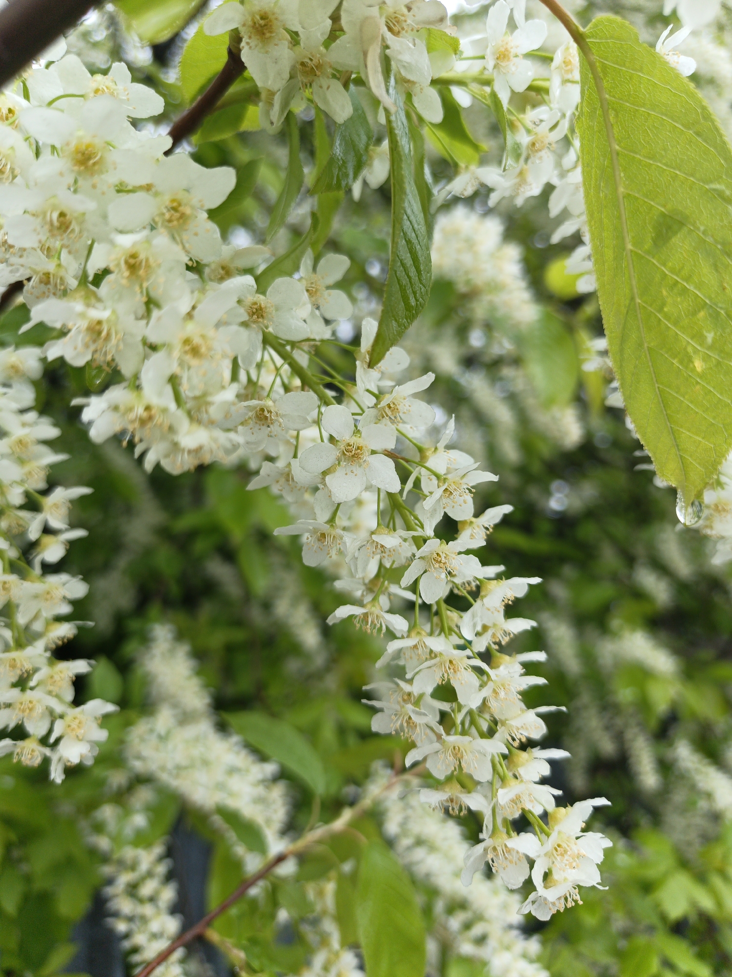 Spring blossoms documented in Irkutsk, Russia early morning