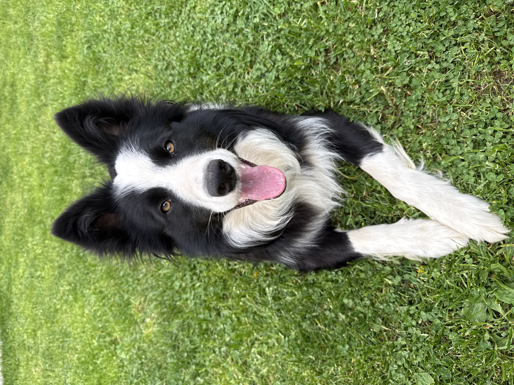 Border Collie enjoys grass time in Berkovitsa, Bulgaria