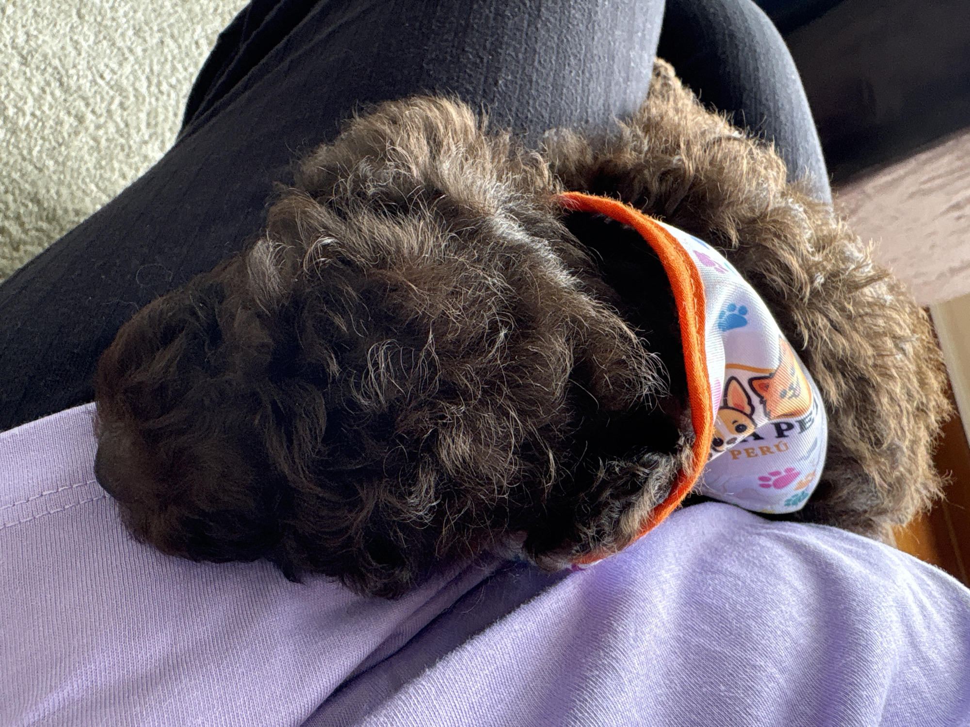 Dog with Peru bandana rests on owner's lap