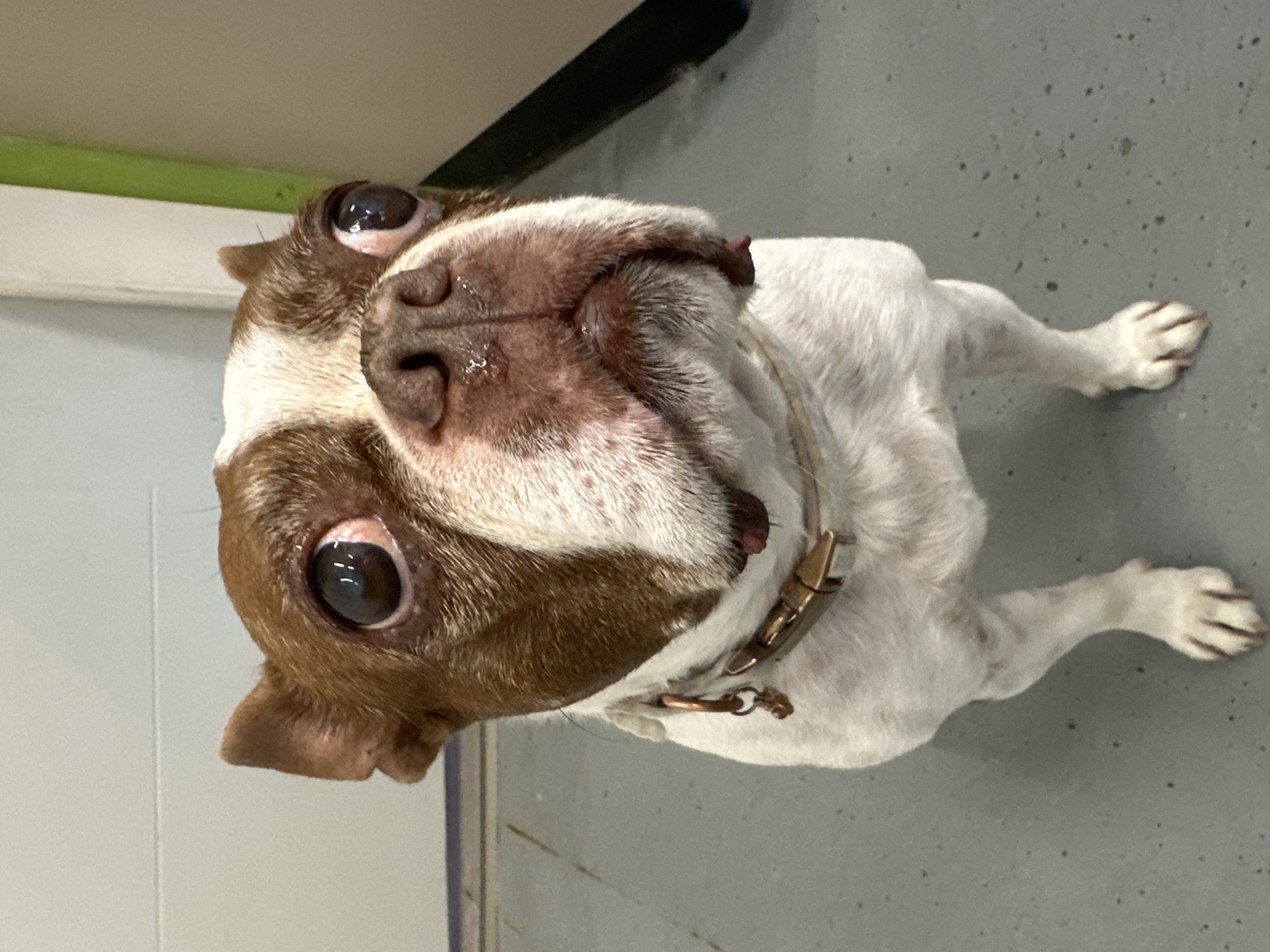Boston Terrier photographed indoors in Pitt Meadows, Canada