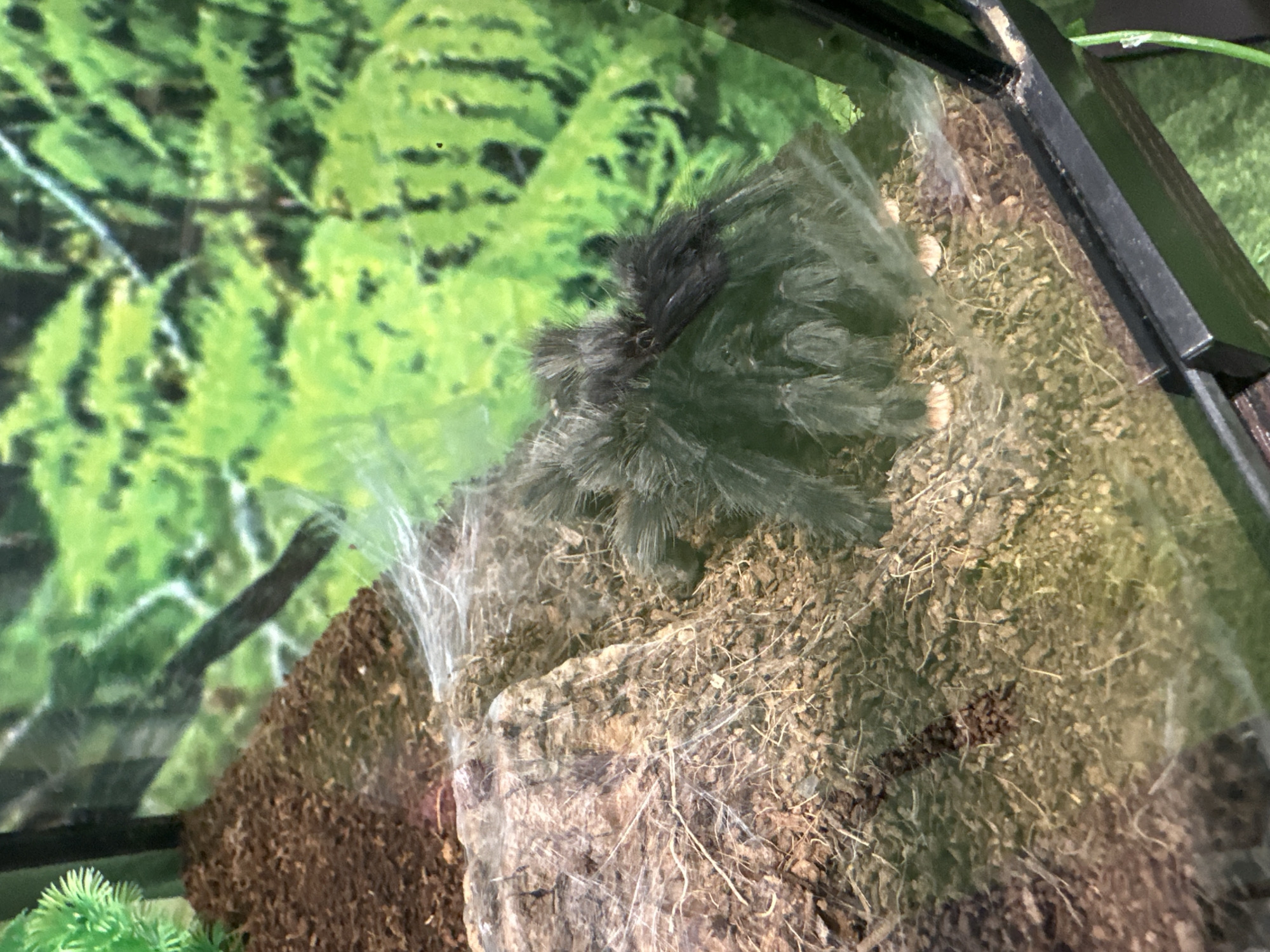 Exotic pet collection documented in Stavropol terrariums