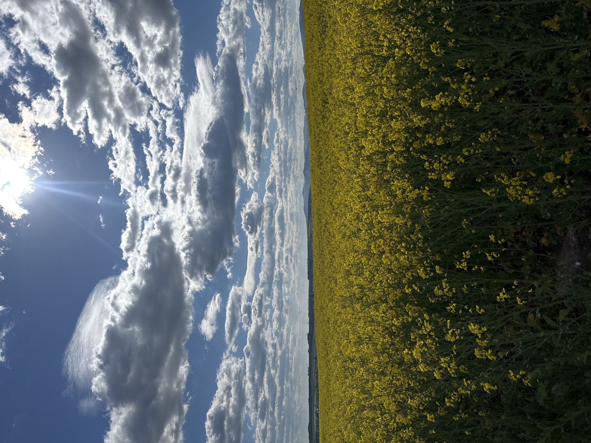 Spring blooms documented in Slovak countryside