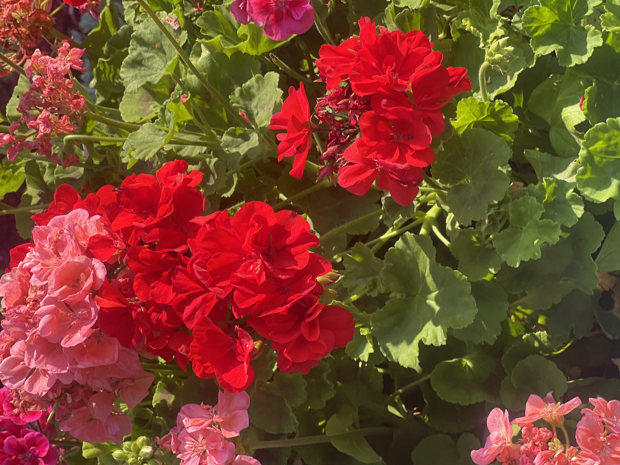 Summer blooms and cobblestone streets in central Iași