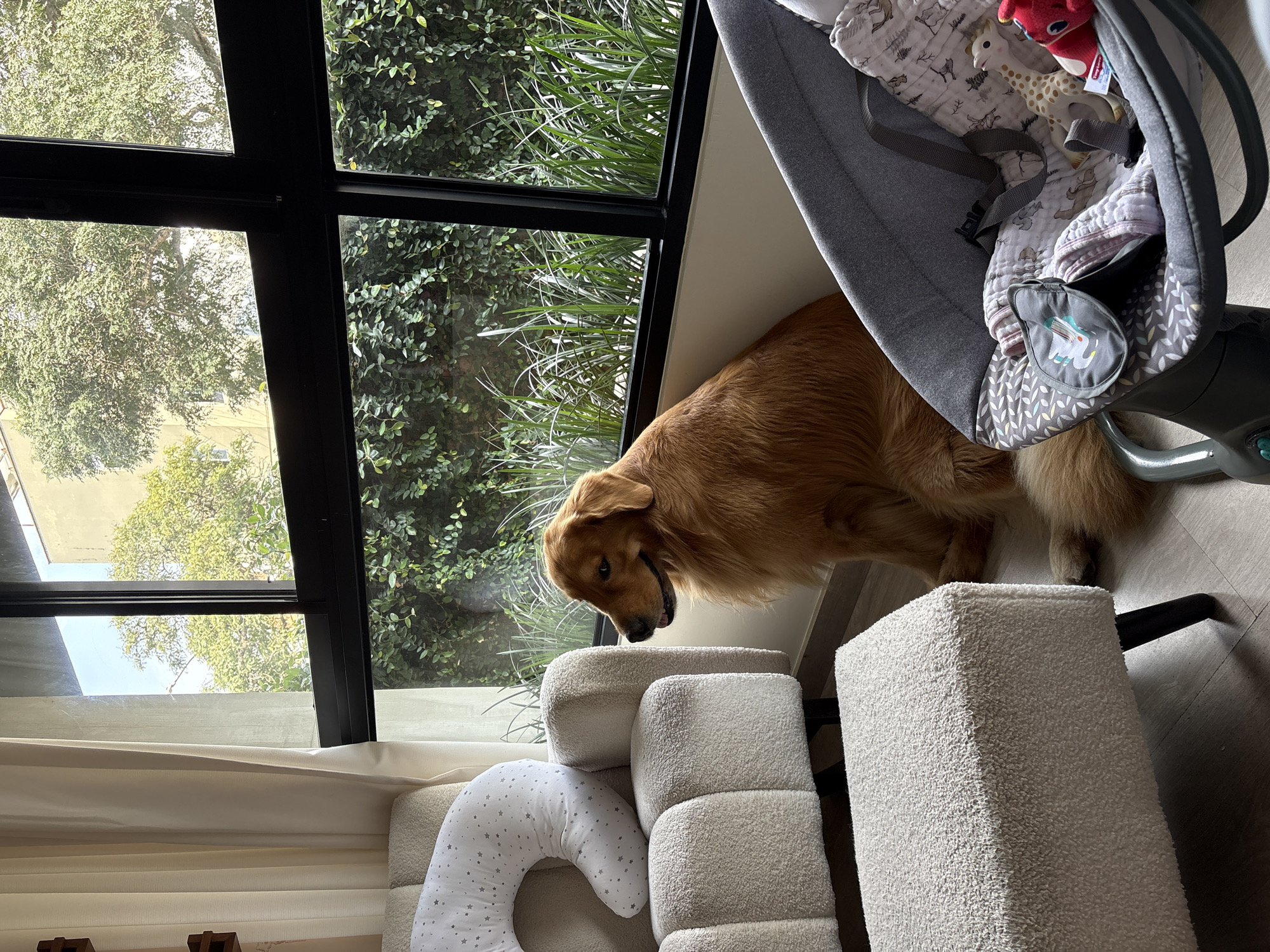 Golden Retriever observed in nursery room in Miraflores, Peru
