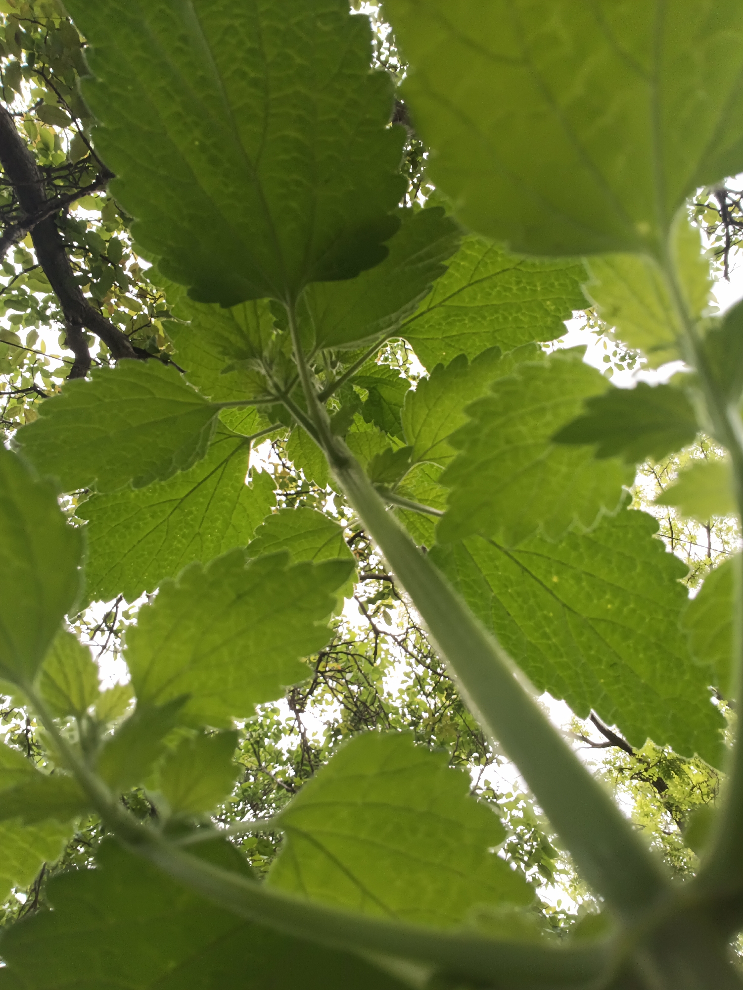 Morning garden life documented in Biliaivka, Ukraine residential area