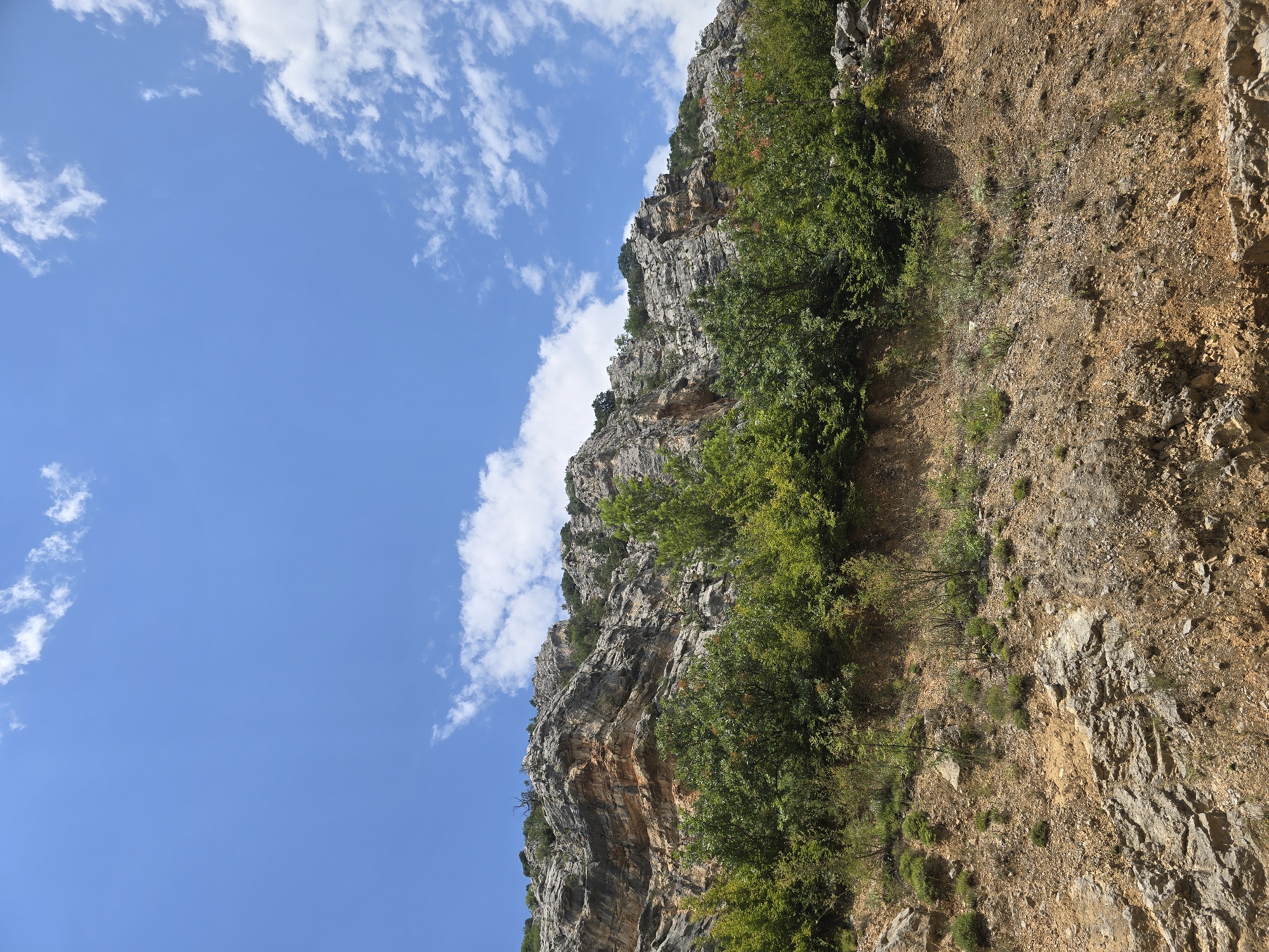 Dog eats watermelon behind a hillside fence in Podgorica