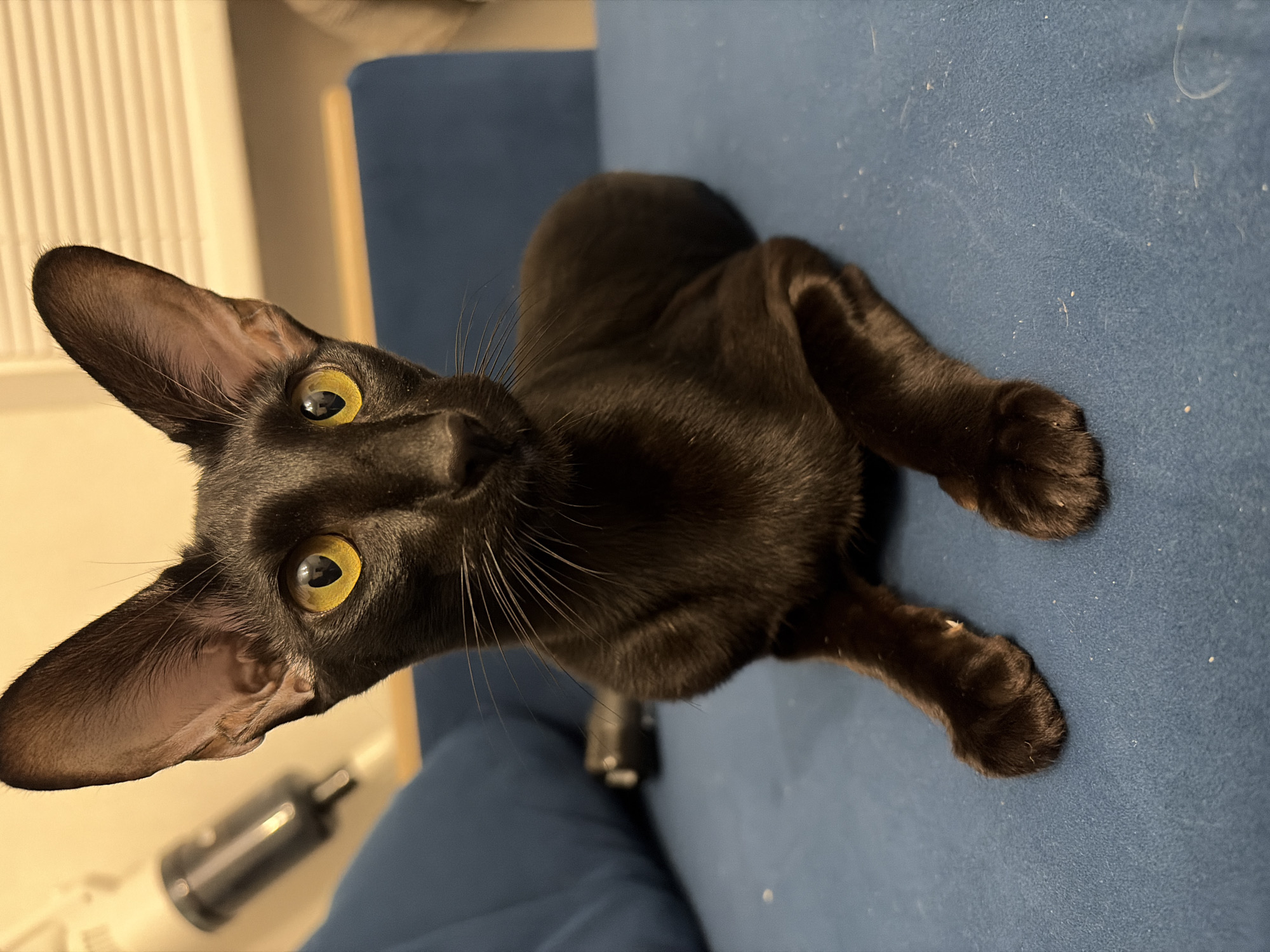 Black Oriental Shorthair cat going about its day in a Chaikovsky apartment