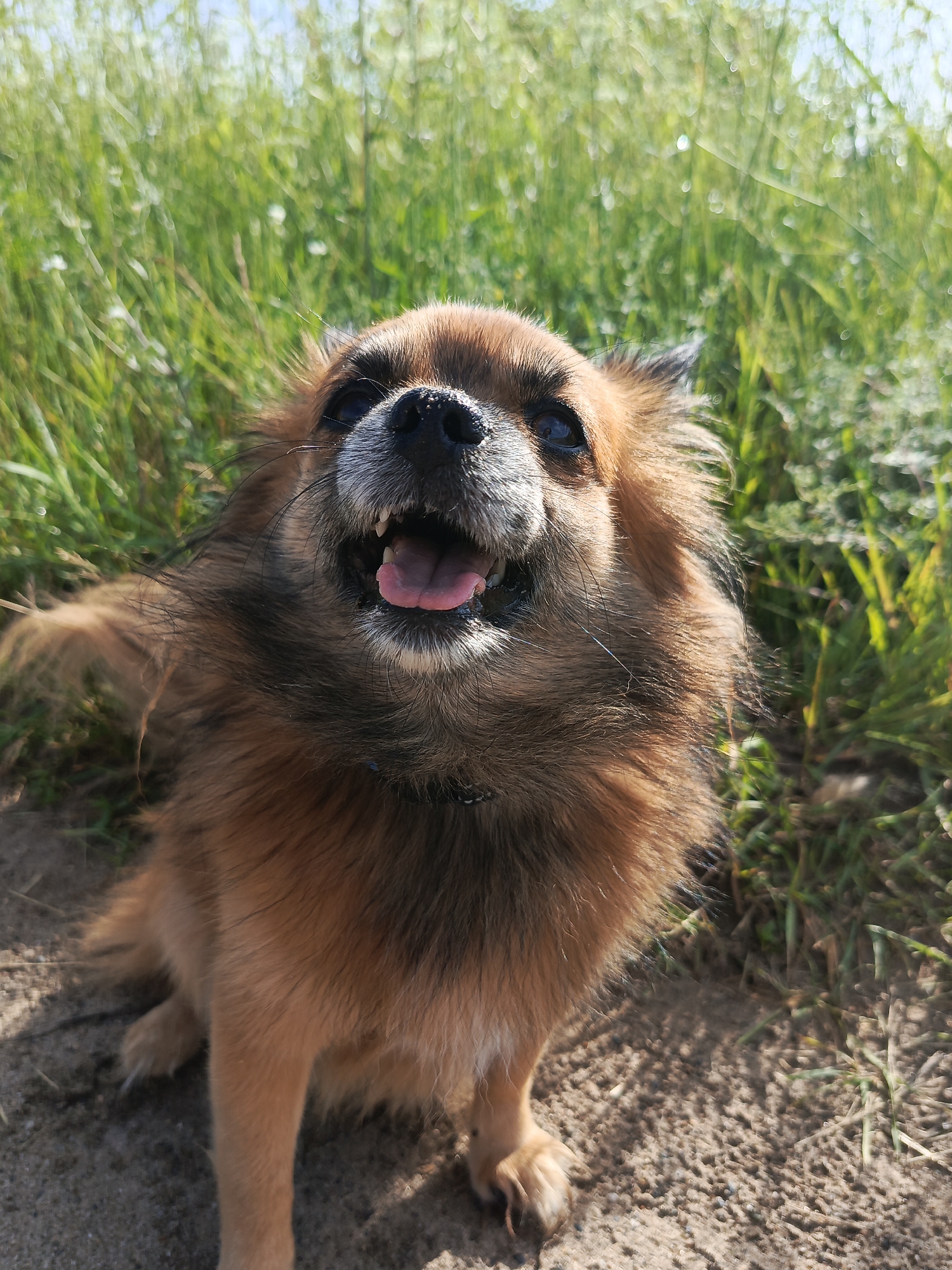 Wildflowers, a dog, and summer fields near Kauchuk Stantsiya