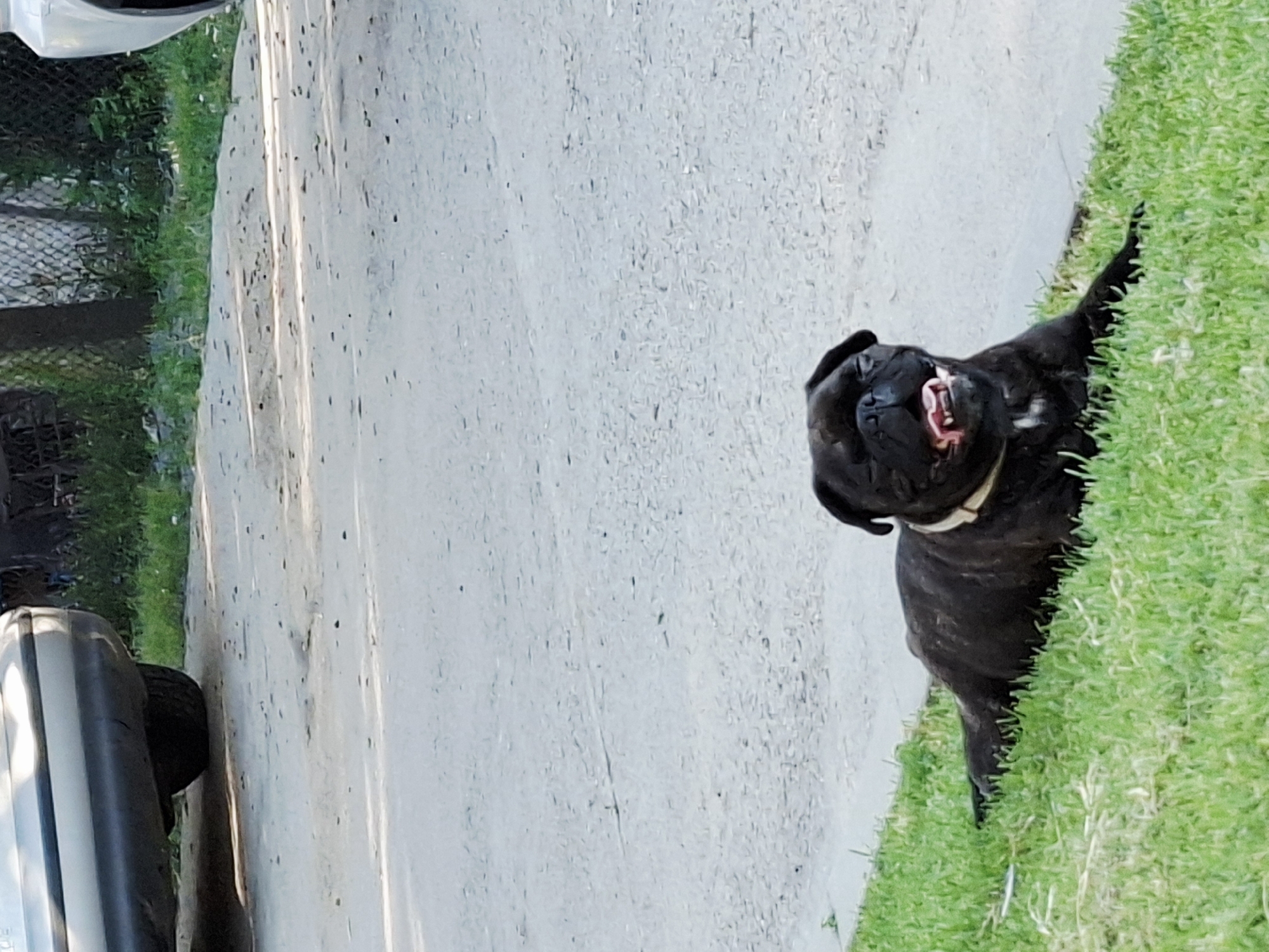 Pug spotted panting on grass in Krapets, Bulgaria
