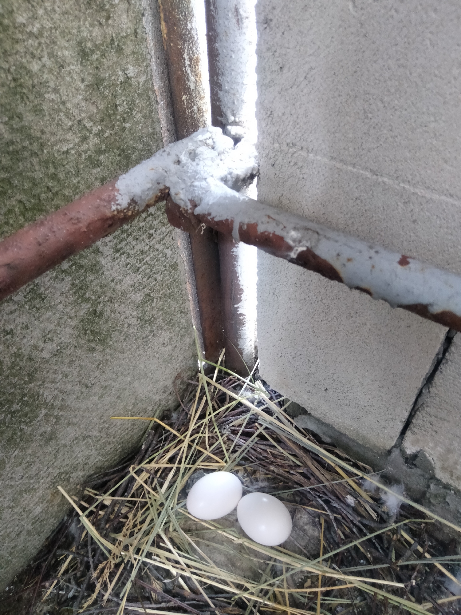 Pigeons nesting nearby while a layered cake gets its moment