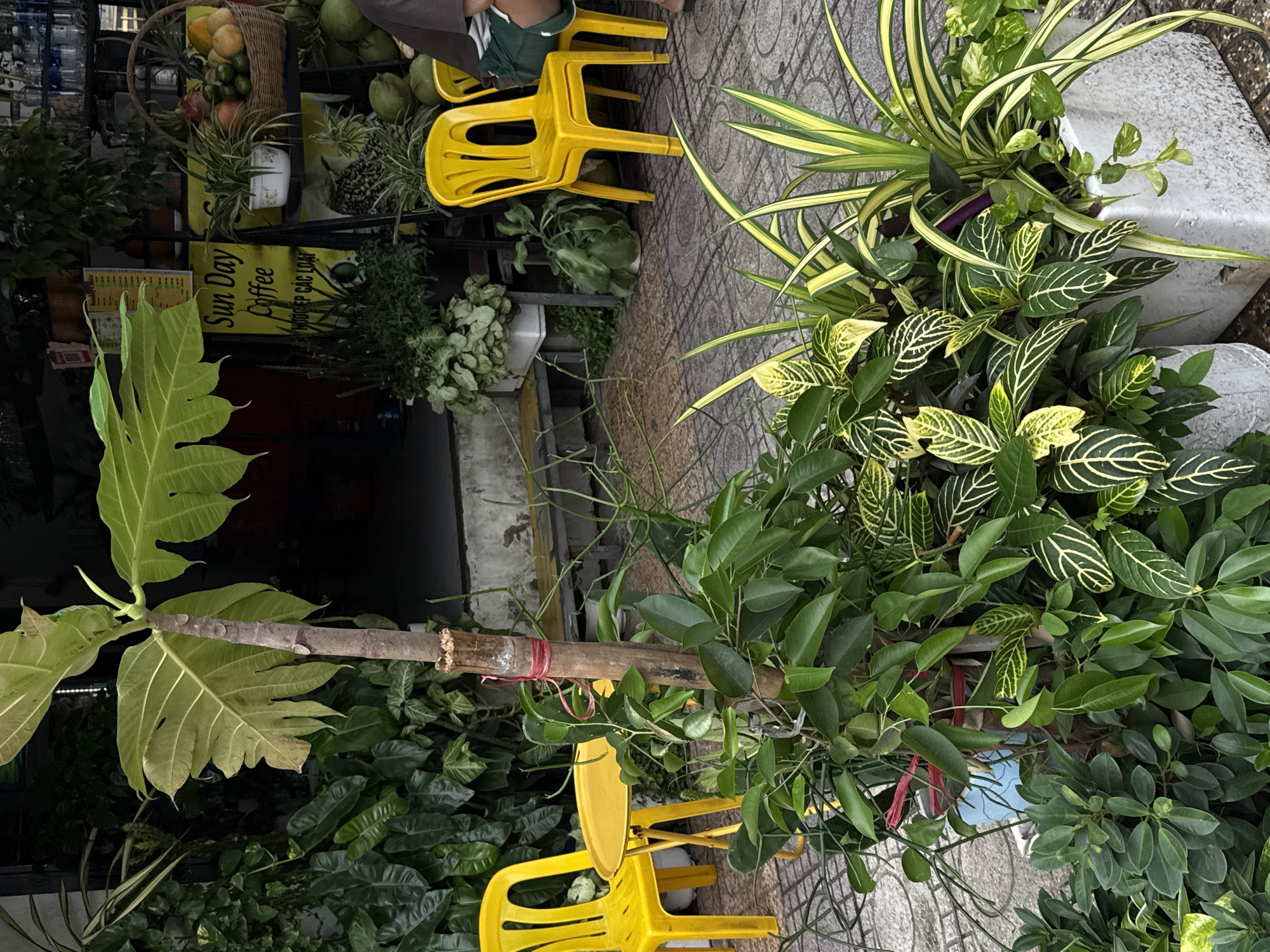 Morning life documented across Nha Trang wards, Vietnam