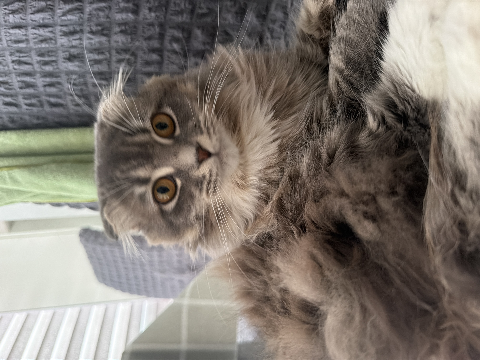 Home photo session with a grey Scottish Fold cat in Ukraine