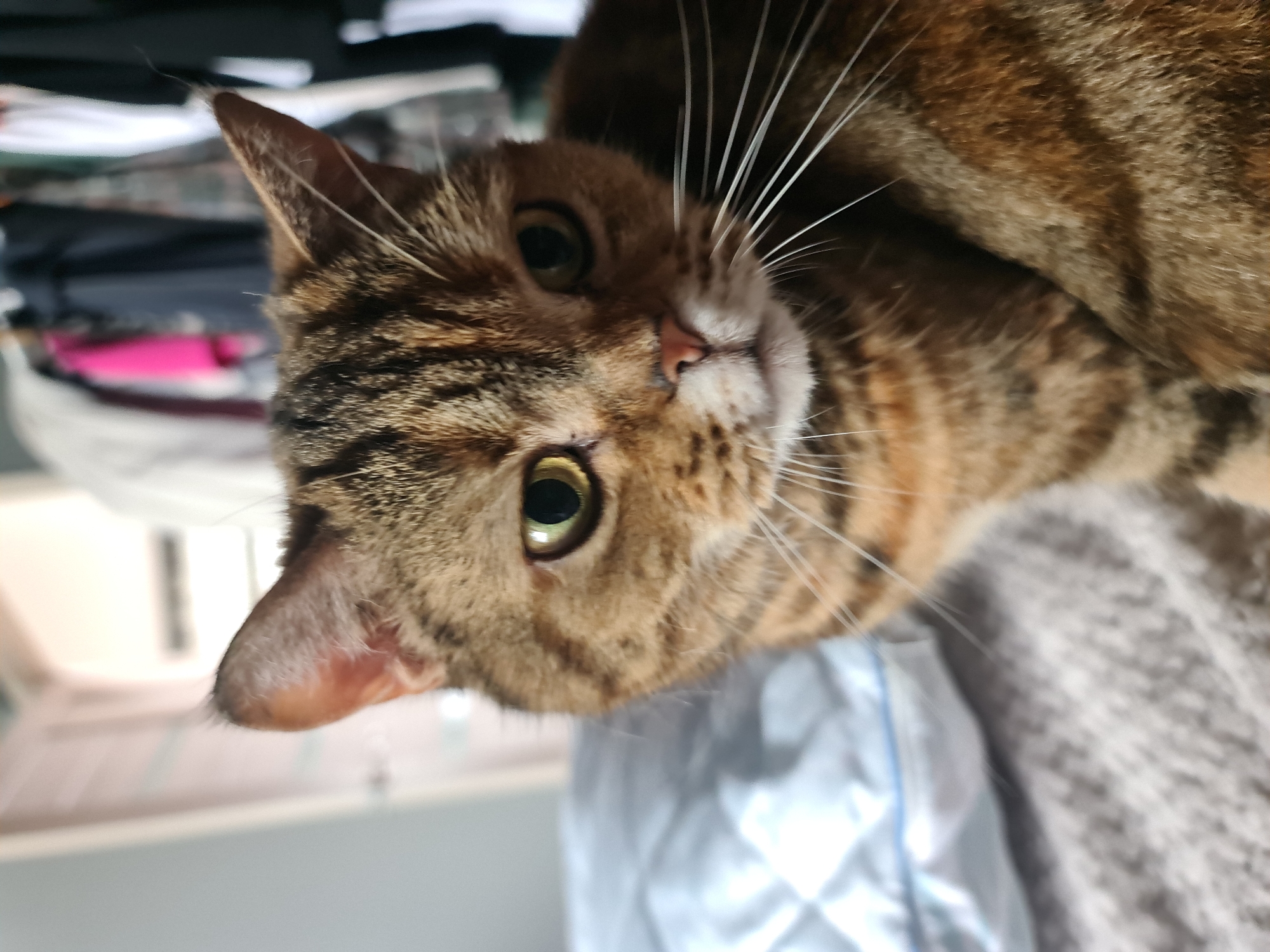 Tabby cat lounging and grooming indoors in Bavly