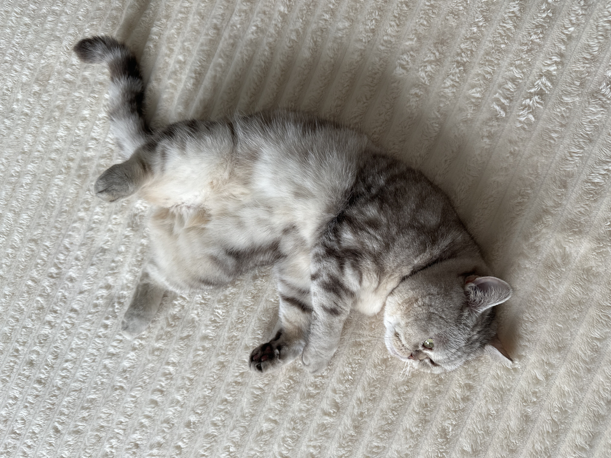 Tabby cat lounging on its back in Nha Trang