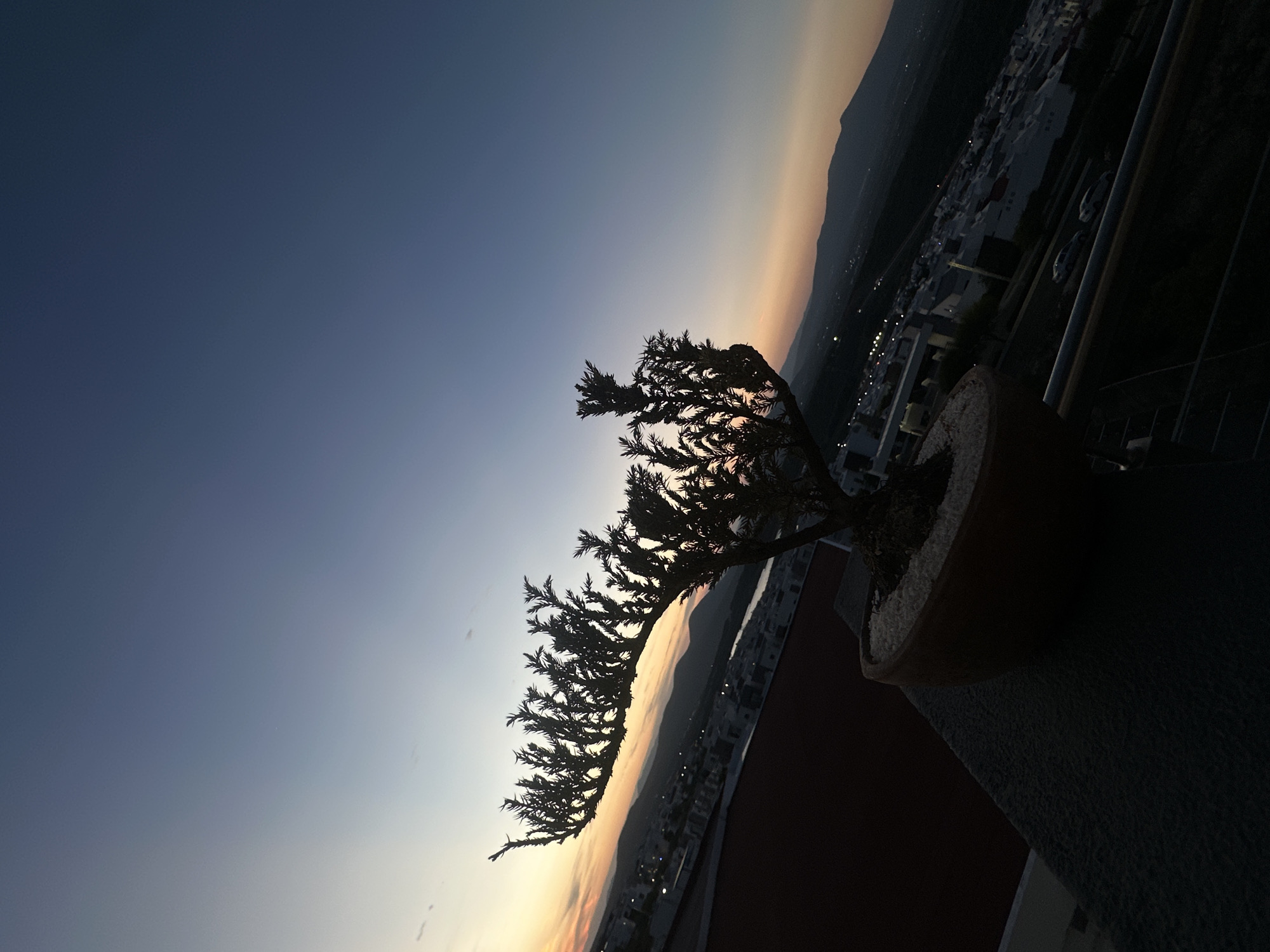 Bonsai silhouette captured against dusk cityscape in Zibatá, Mexico
