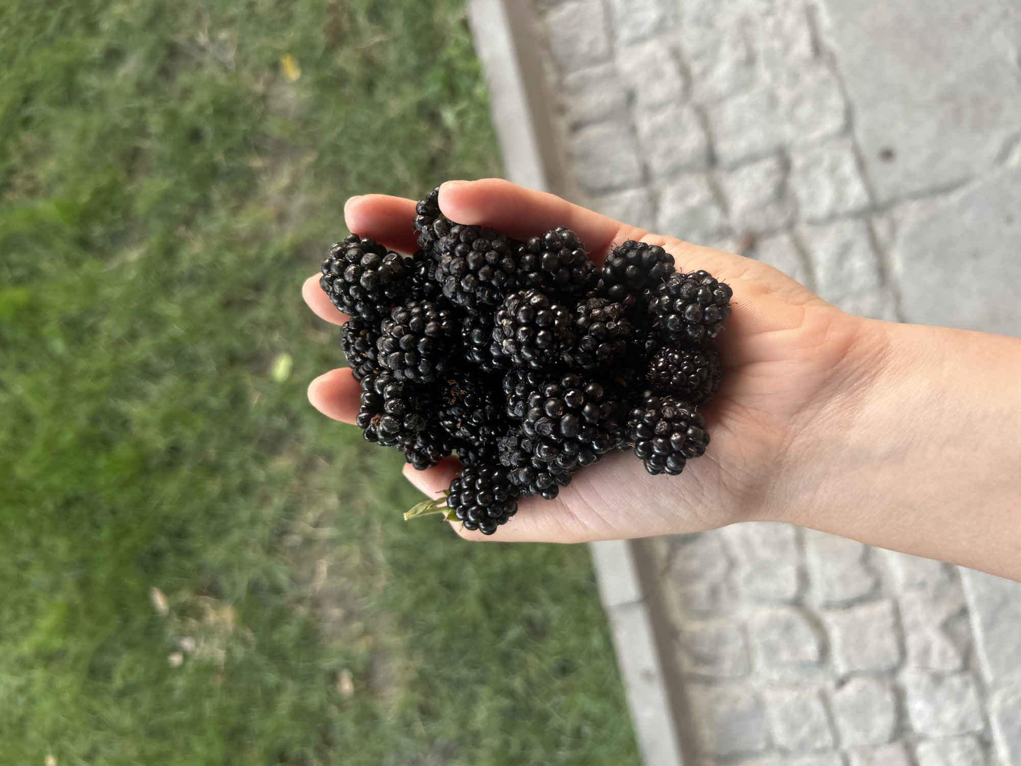Ripe summer fruit — blackberries, peaches, and figs — in Parvomay