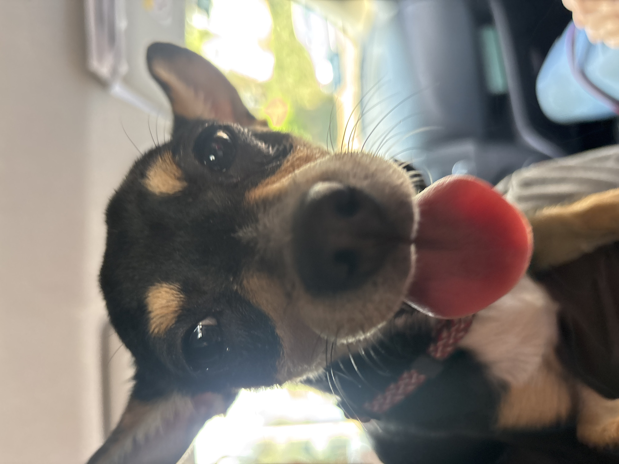 Small dog photographed panting in car in Cuernavaca