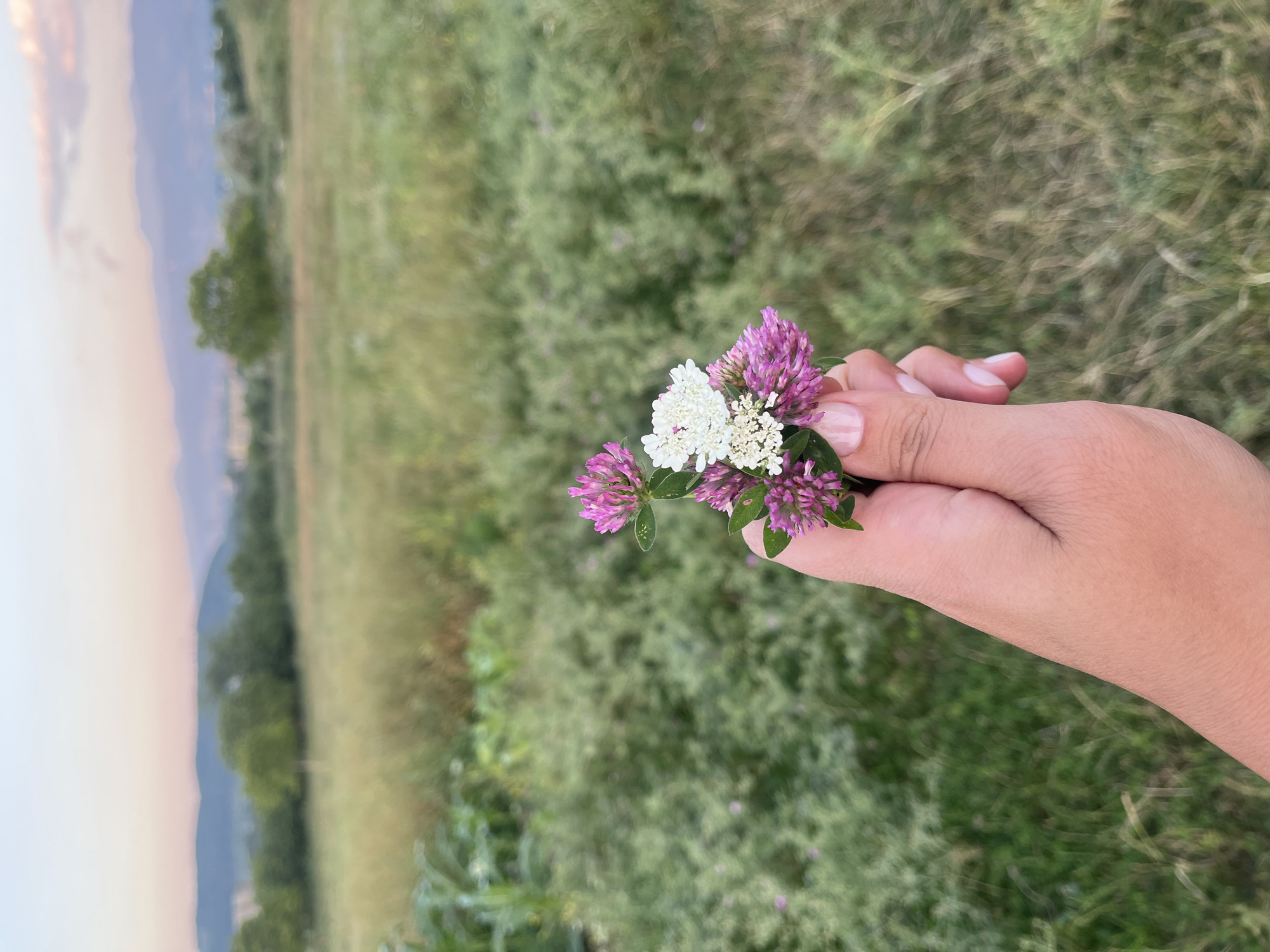 Wildflowers and farmland scenes from a rural summer afternoon