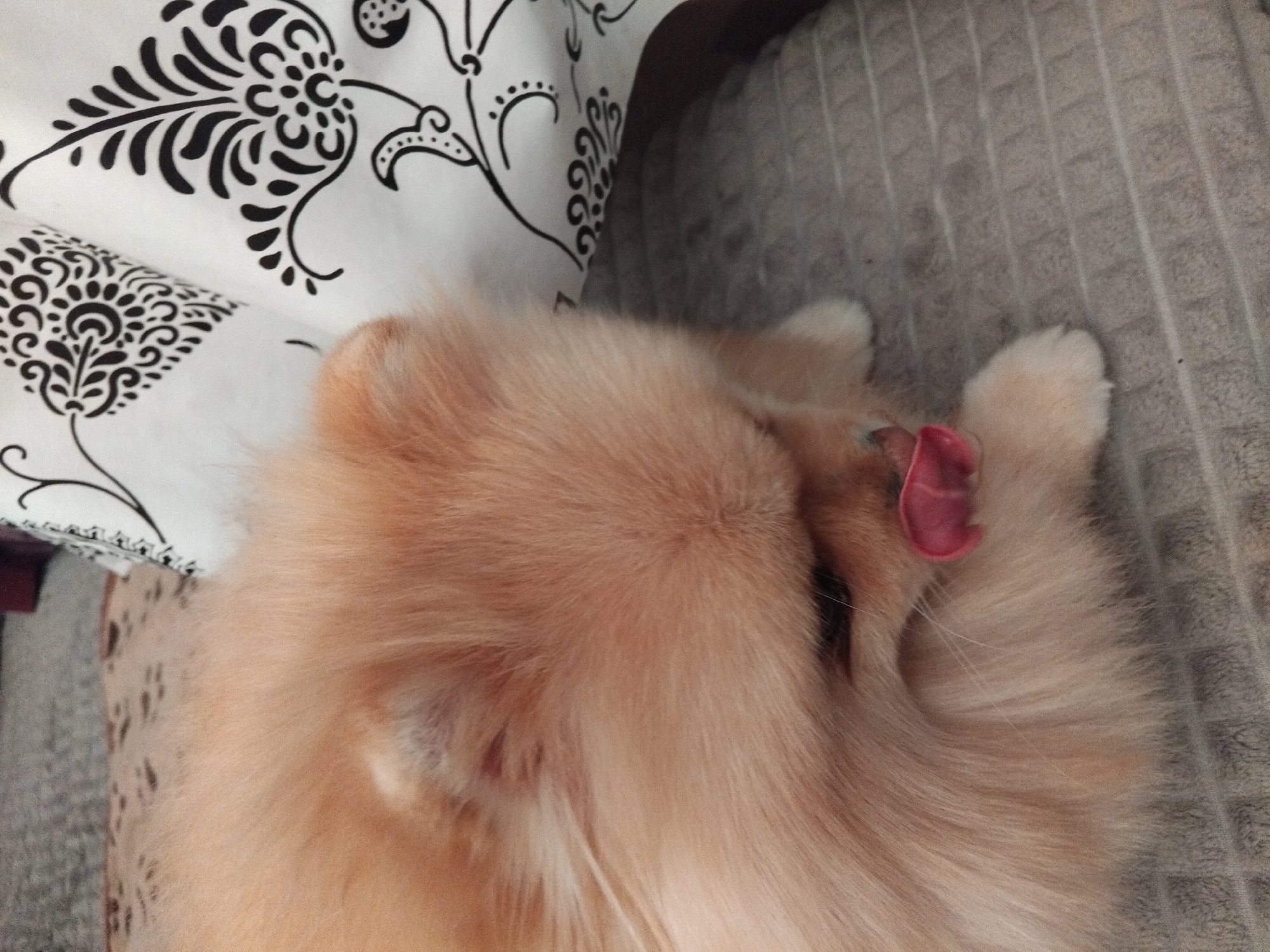 Pomeranian relaxes at home in Apriltsi, Bulgaria