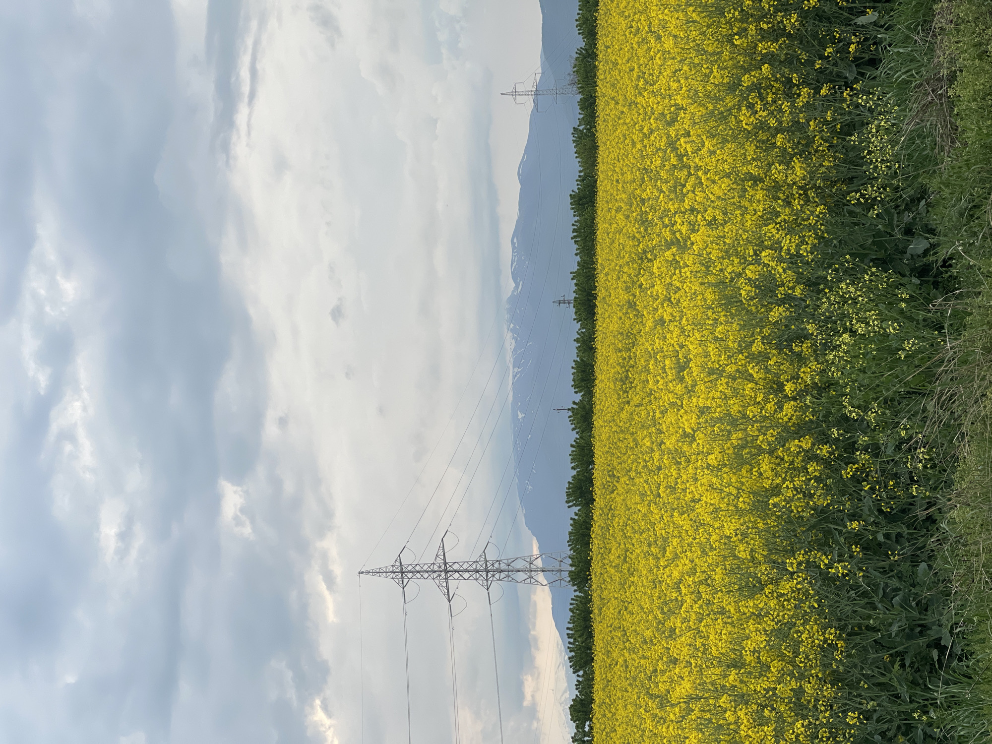 Rapeseed flowers bloom in Bulgarian countryside near Koprinka
