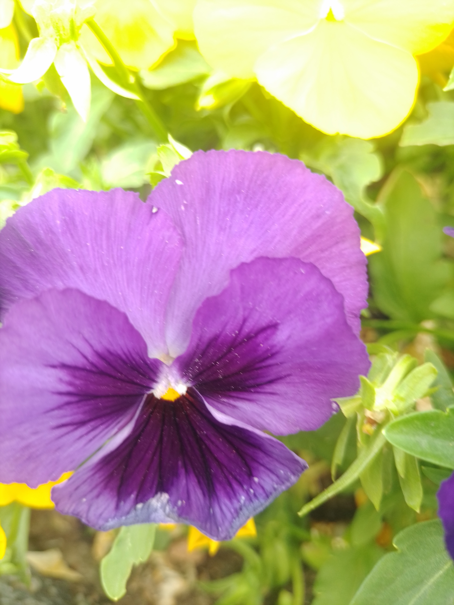 Colorful spring flowers documented in Poltava gardens and sidewalks