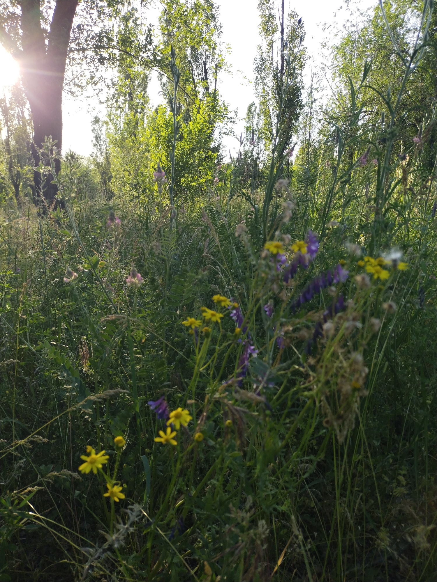 Nature walk documented in Horishni Plavni, Ukraine features dog