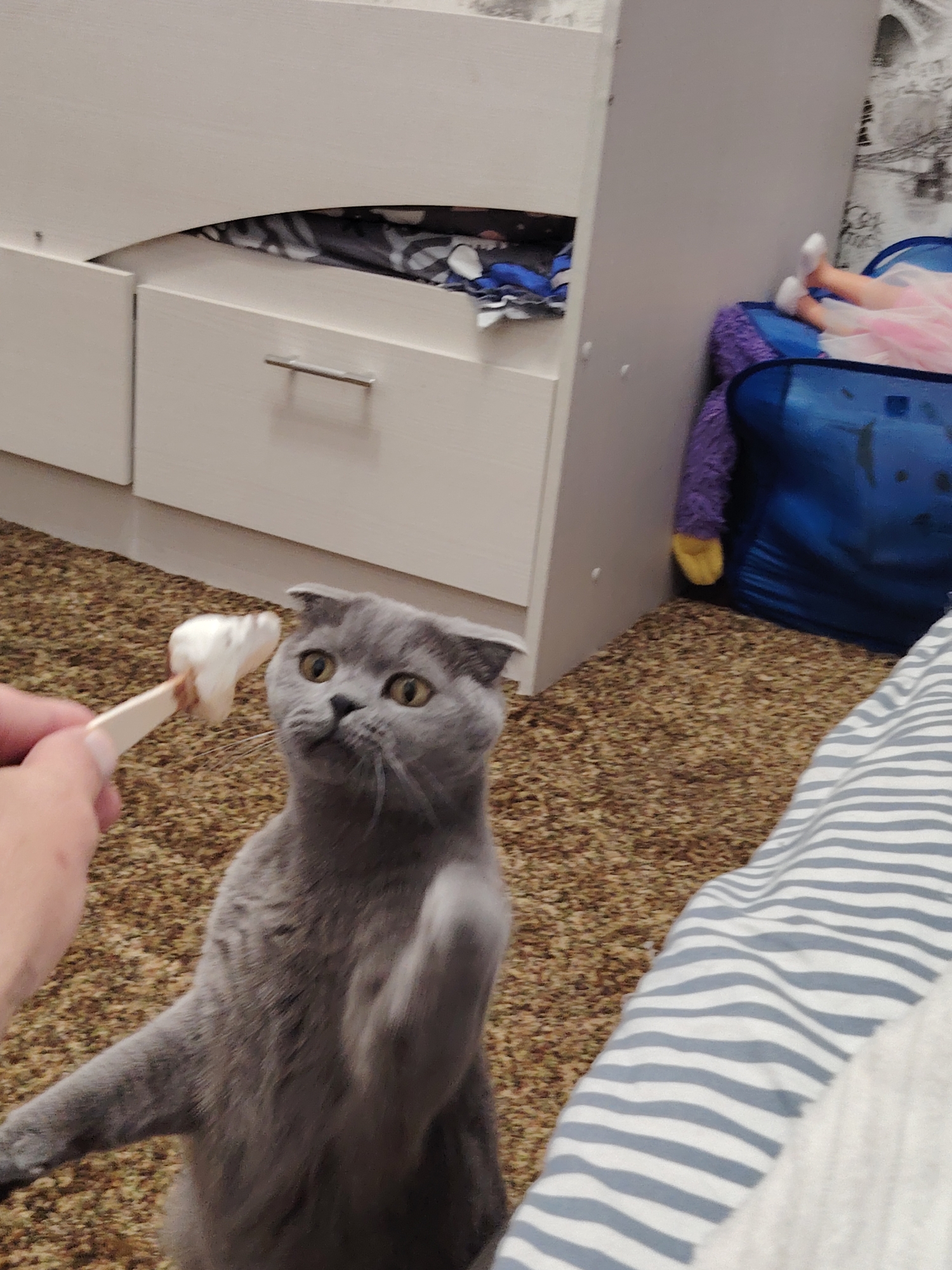 Scottish Fold reaches for a treat on a stick indoors