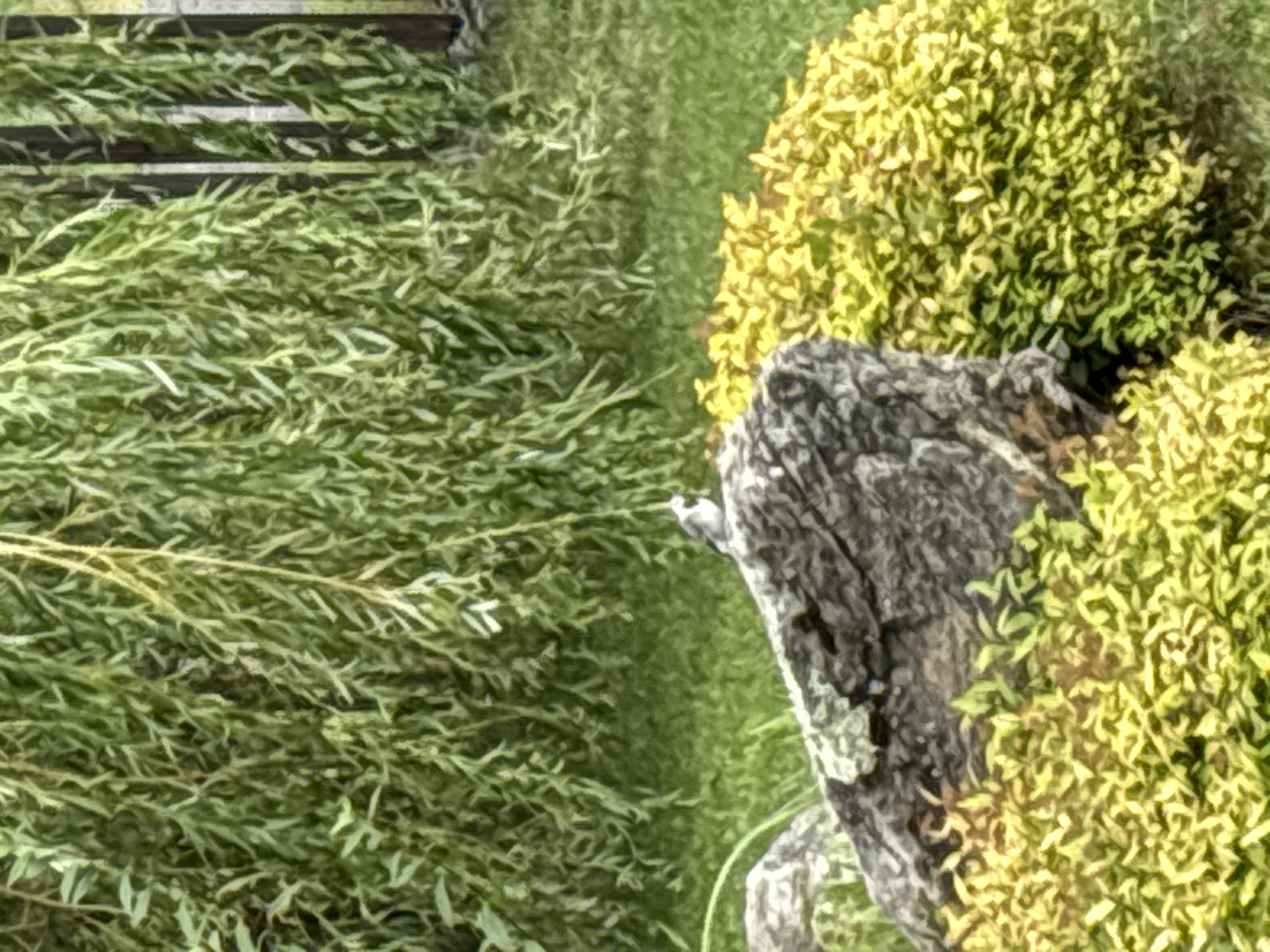 Garden walk in Zvenigorod — birds, blooms, and one odd painting