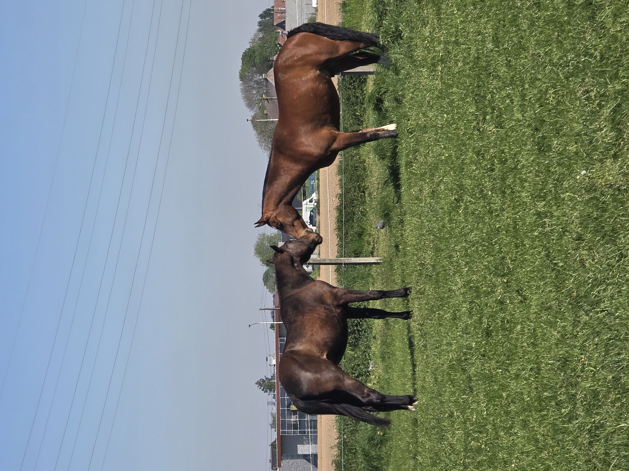 Two brown horses nuzzle across fence in Belgian field