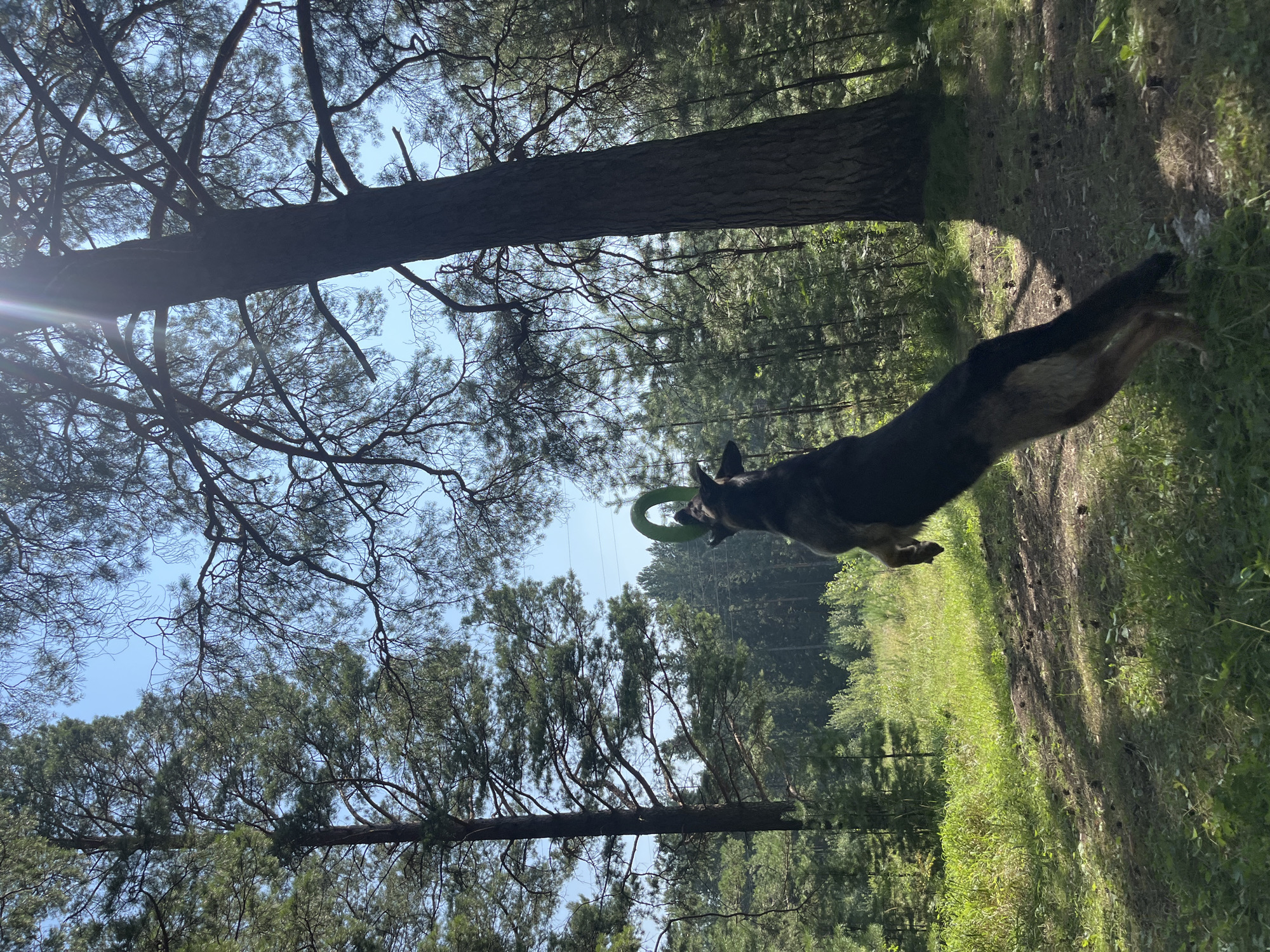 Dogs playing fetch in a Nizhny Tagil forest on a summer morning