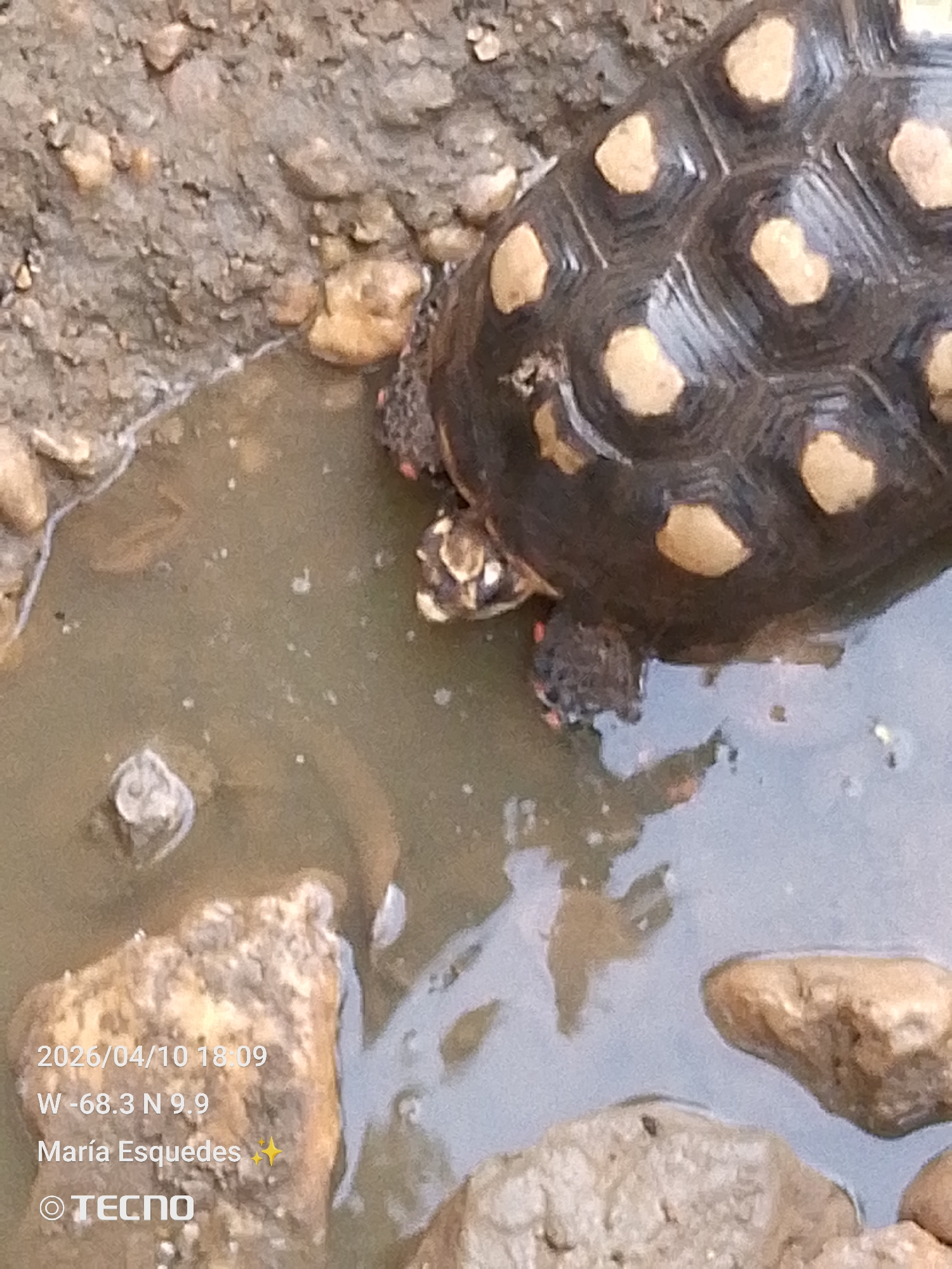 Farm Animals and Wildlife Observed in Rural Setting