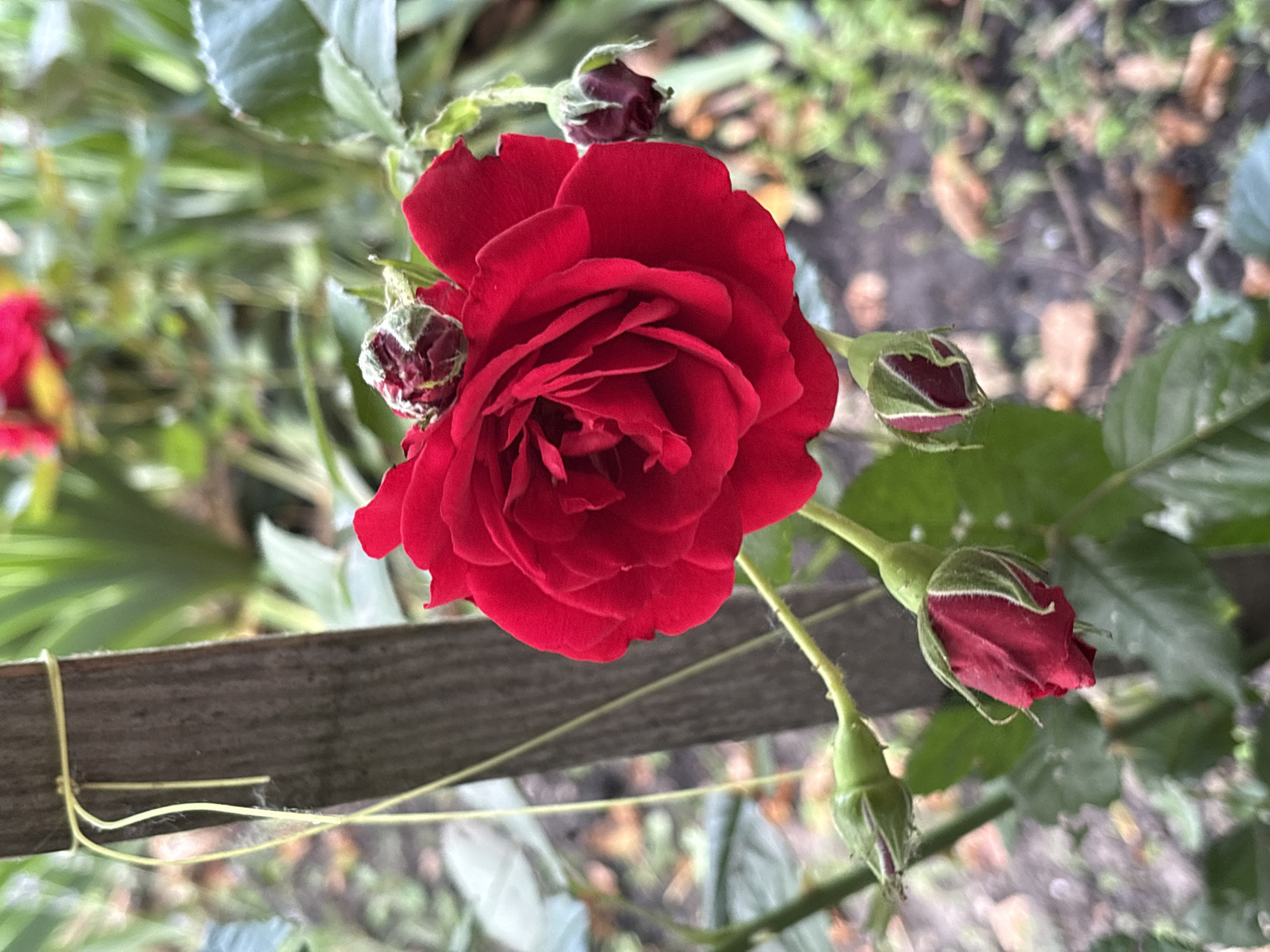 Morning coffee and garden details from a blooming backyard