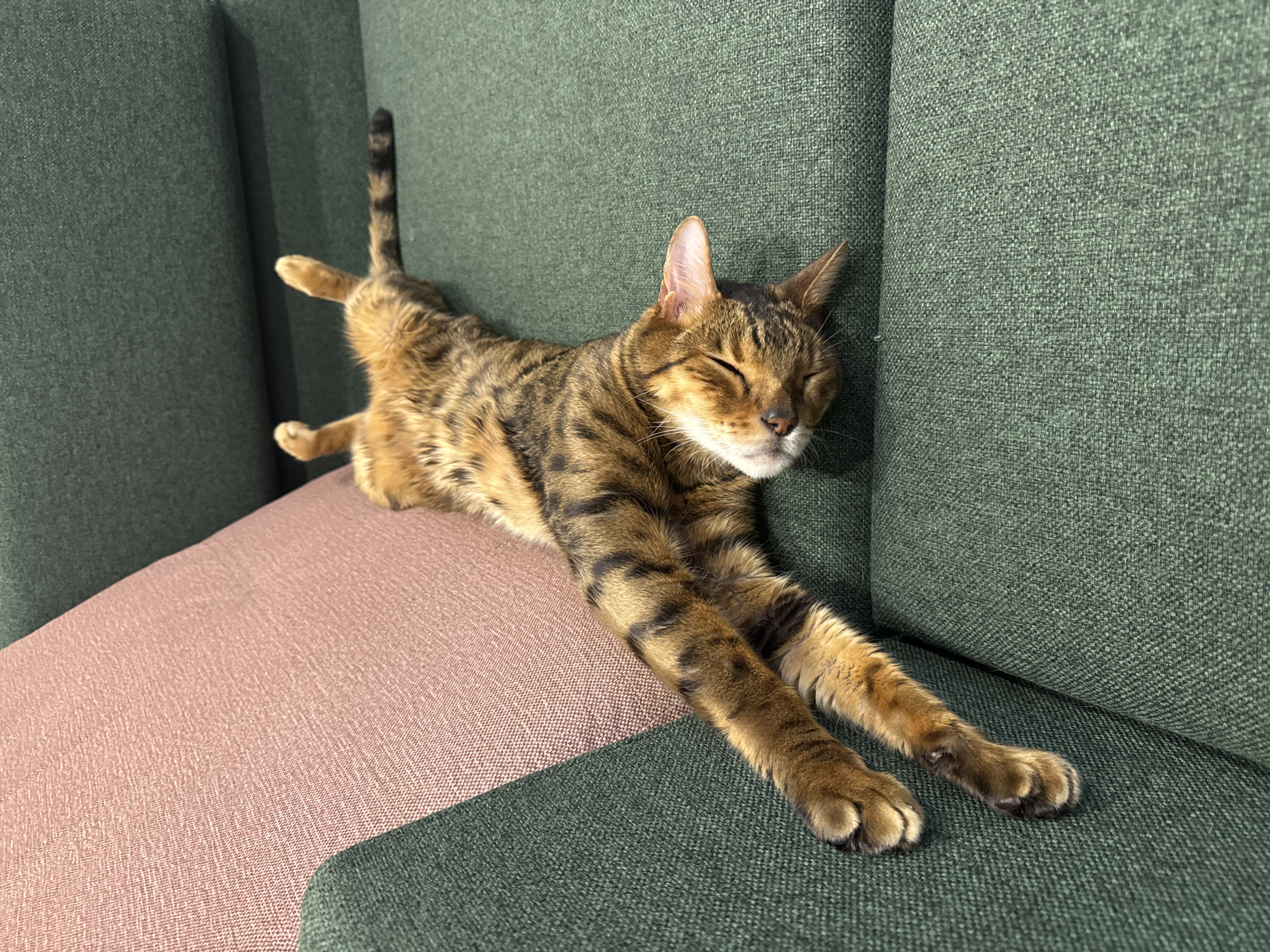 Tabby cat deep asleep on a green sofa