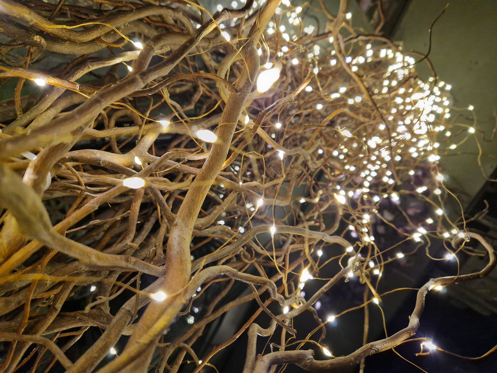 Decorative lights illuminate tree branches in Lovech, Bulgaria