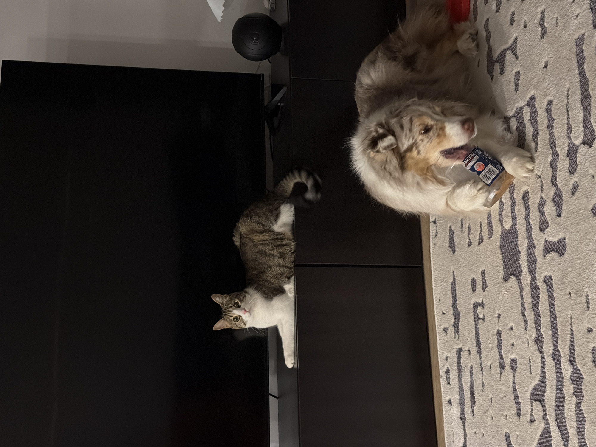 Cat and dog rest peacefully indoors in Laval home