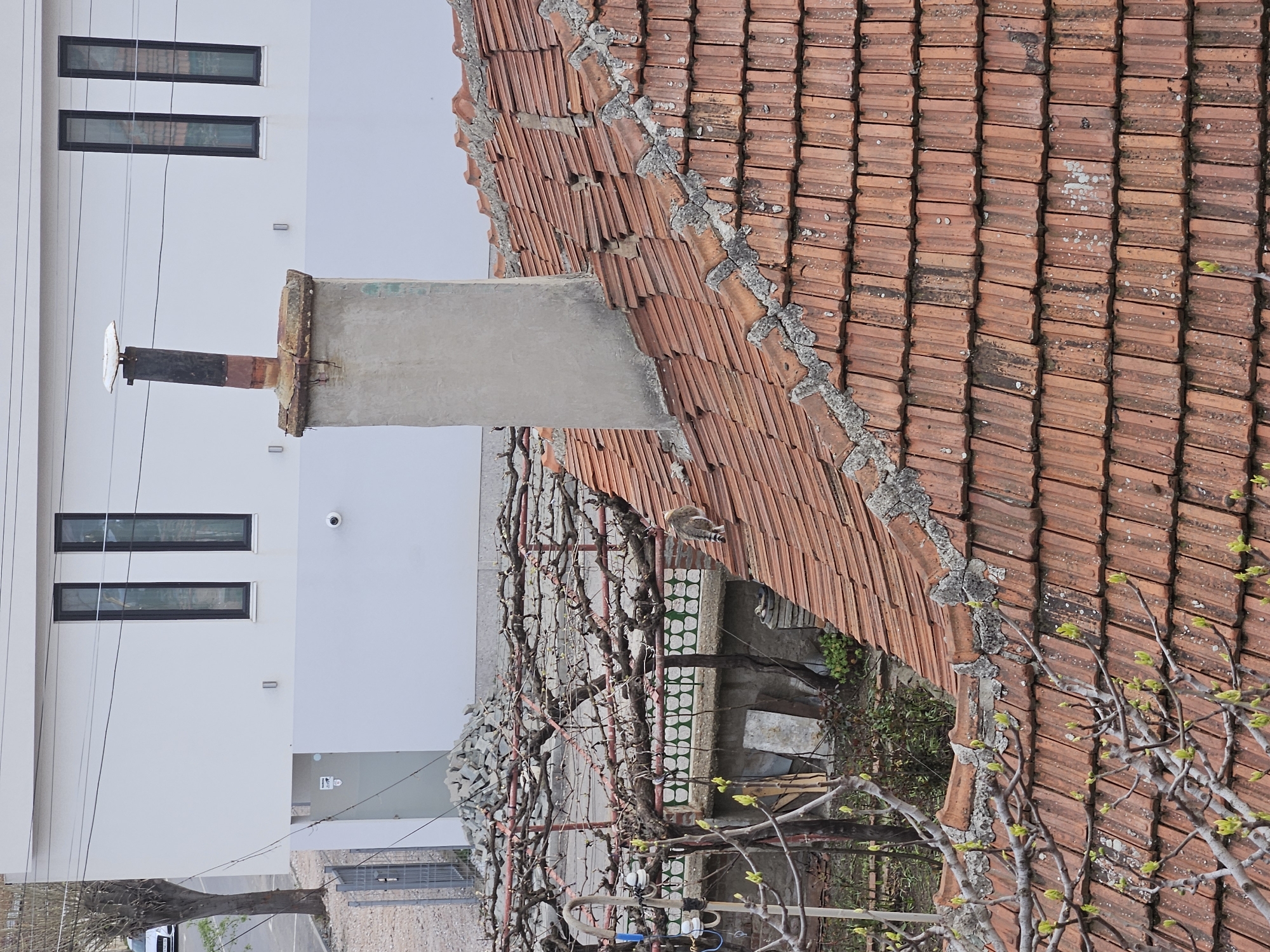 Cat care and domestic life documented in Yambol, Bulgaria